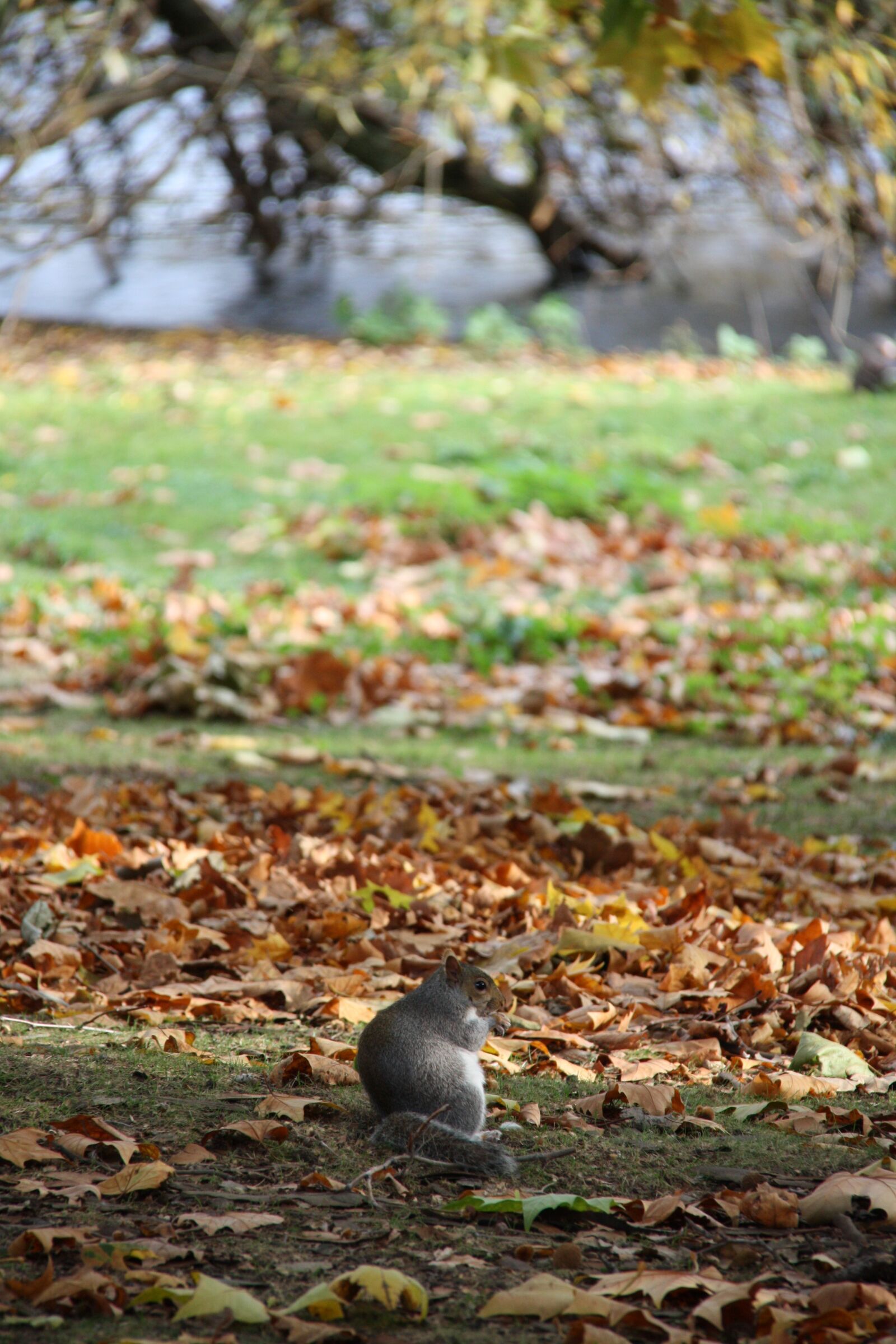 Canon EOS 450D (EOS Rebel XSi / EOS Kiss X2) sample photo. Autumn, squirrel, in the photography
