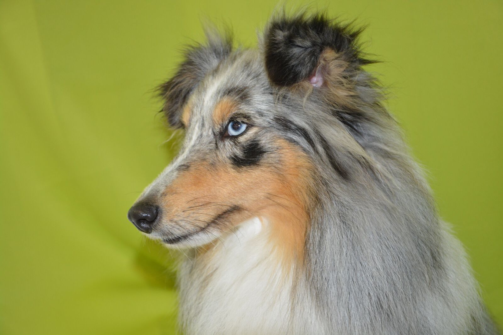 Nikon D5200 sample photo. Dog, bitch, bitch nobility photography