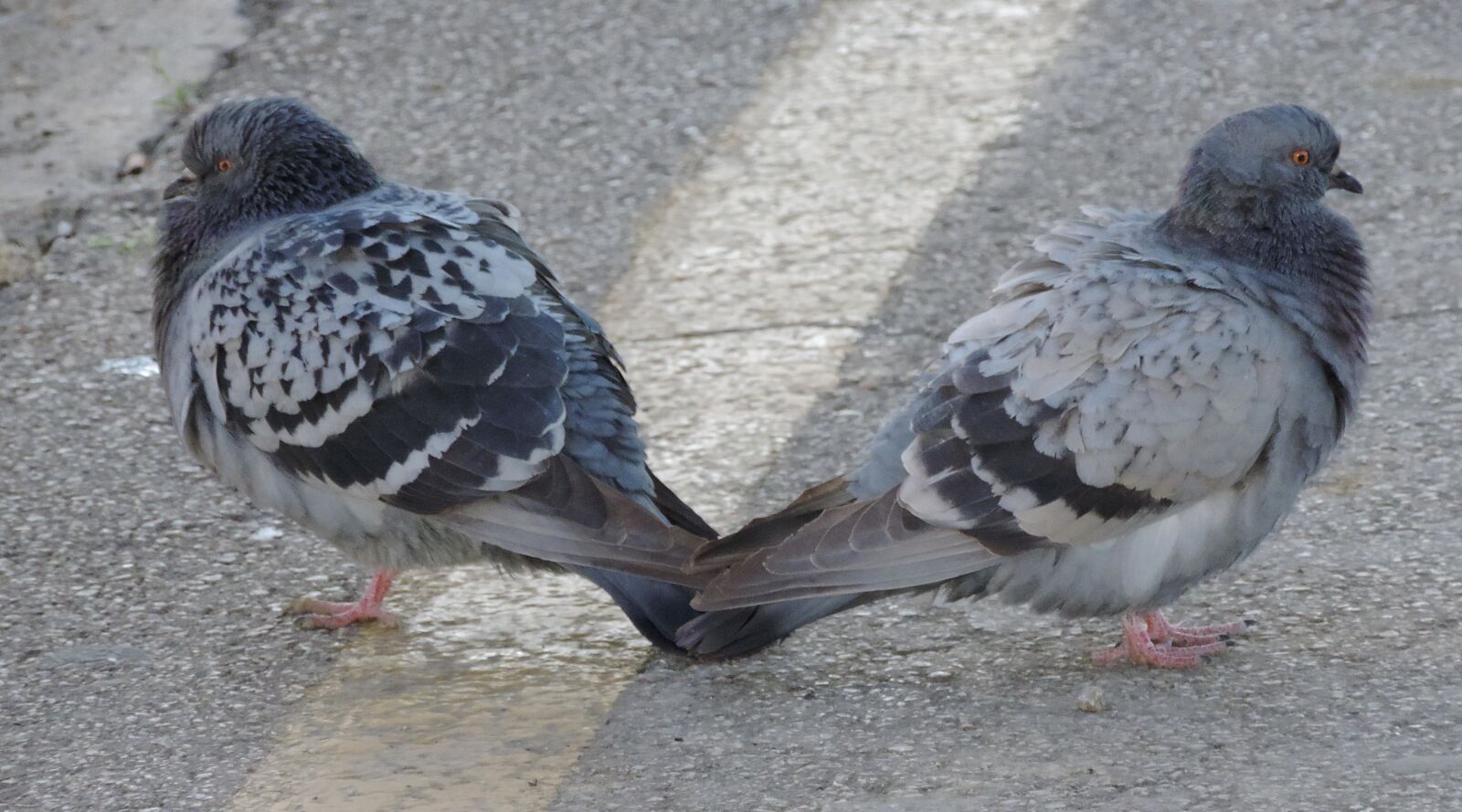 Nikon Coolpix P520 sample photo. Asphalt, birds, concrete, pair photography