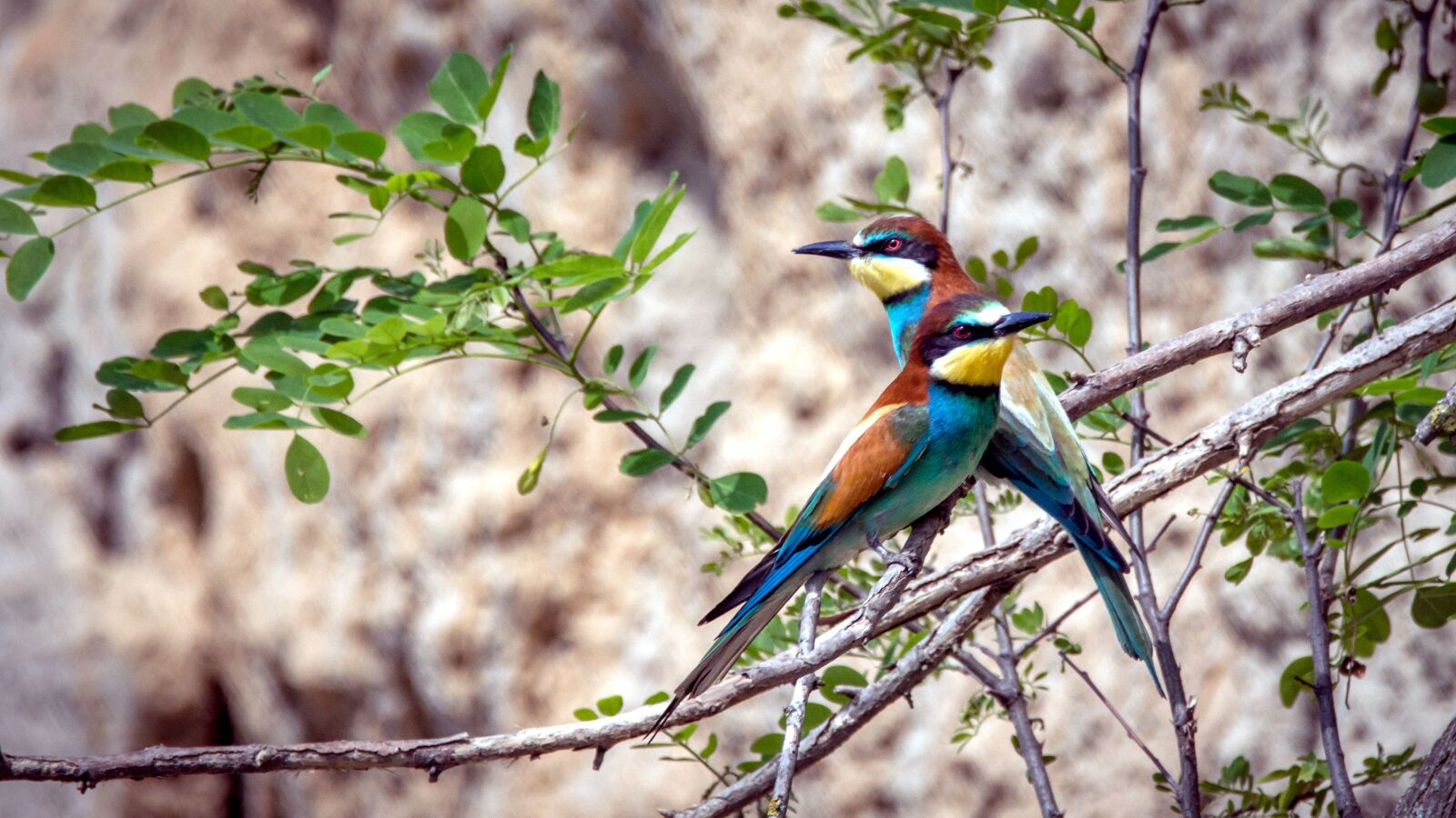 Nikon D3200 sample photo. European bee eater birds photography