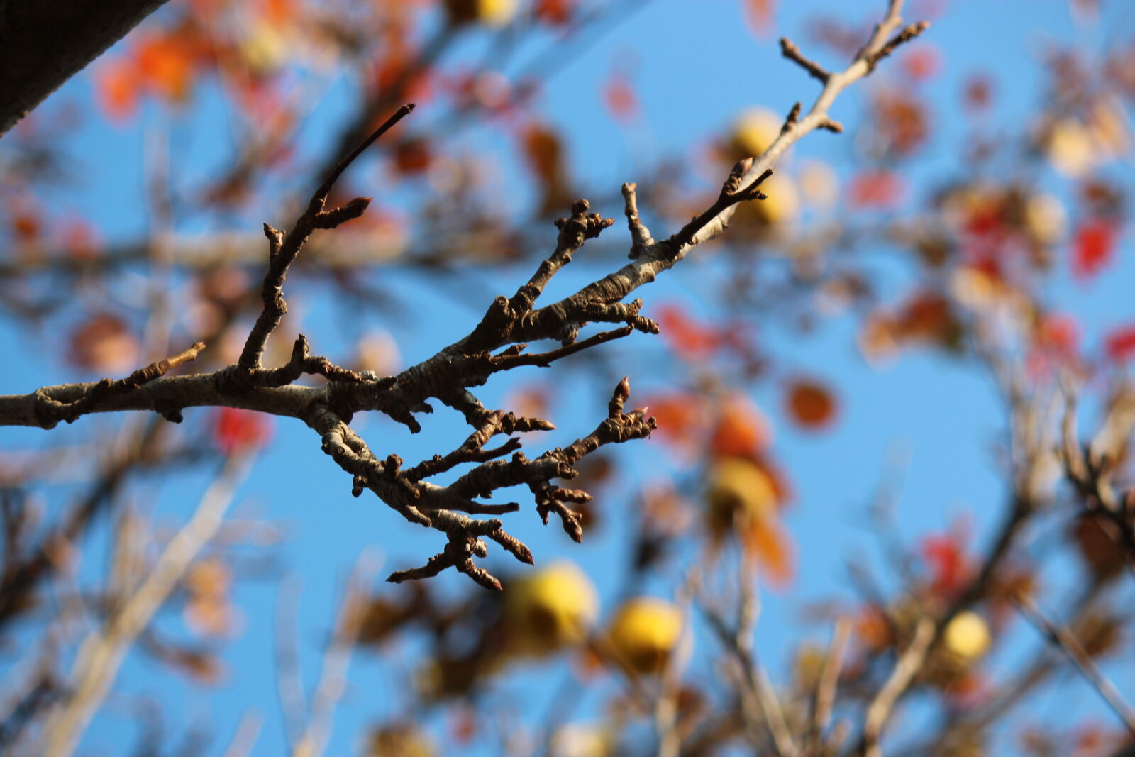 Canon EOS 600D (Rebel EOS T3i / EOS Kiss X5) sample photo. Autumn, fruit, sky, tree photography