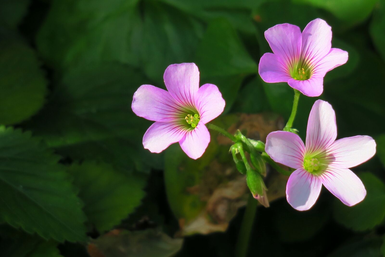 Canon PowerShot G3 X sample photo. Shamrock, hong kong, clover photography