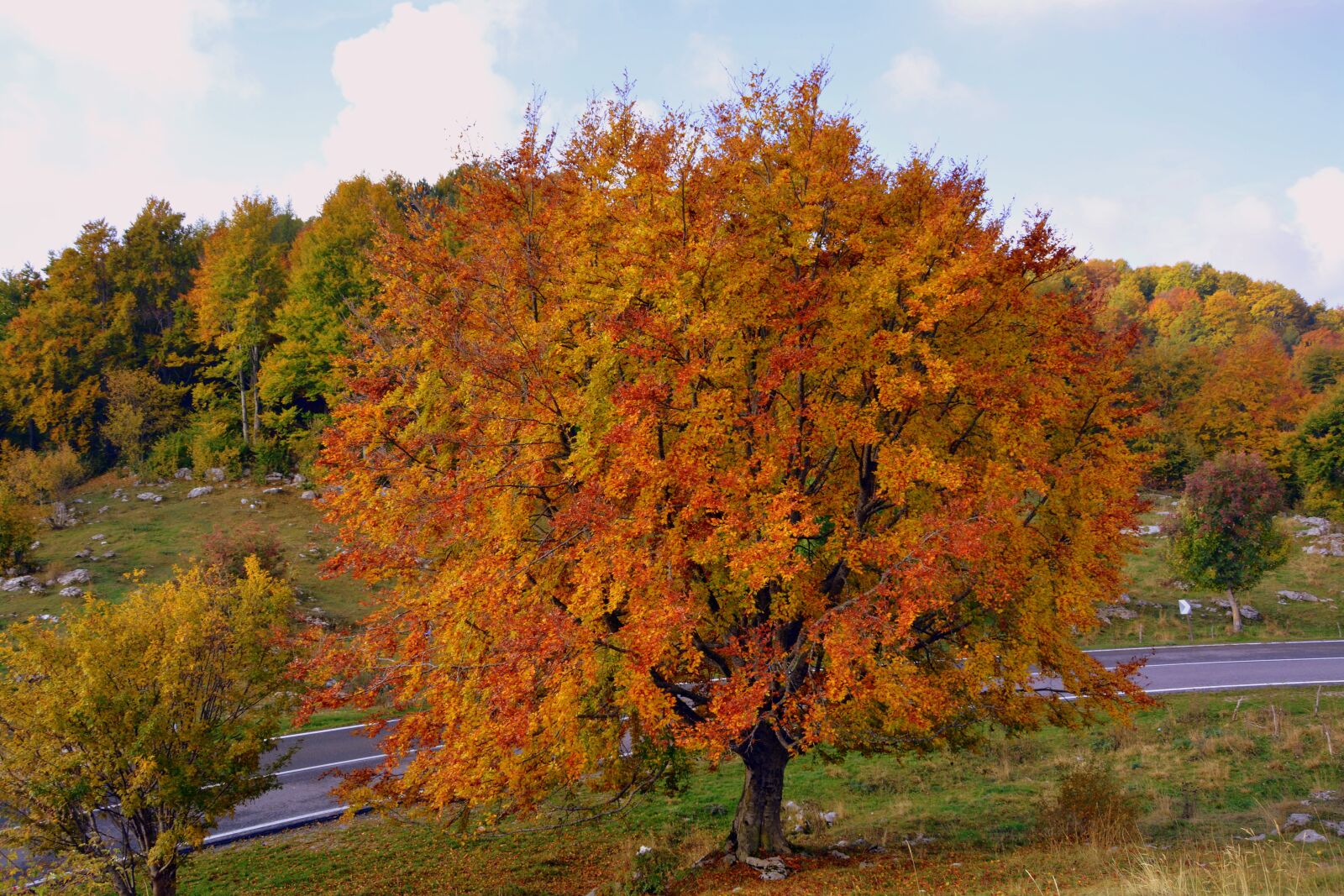 Nikon D7100 sample photo. Tree, autumn, mountain photography