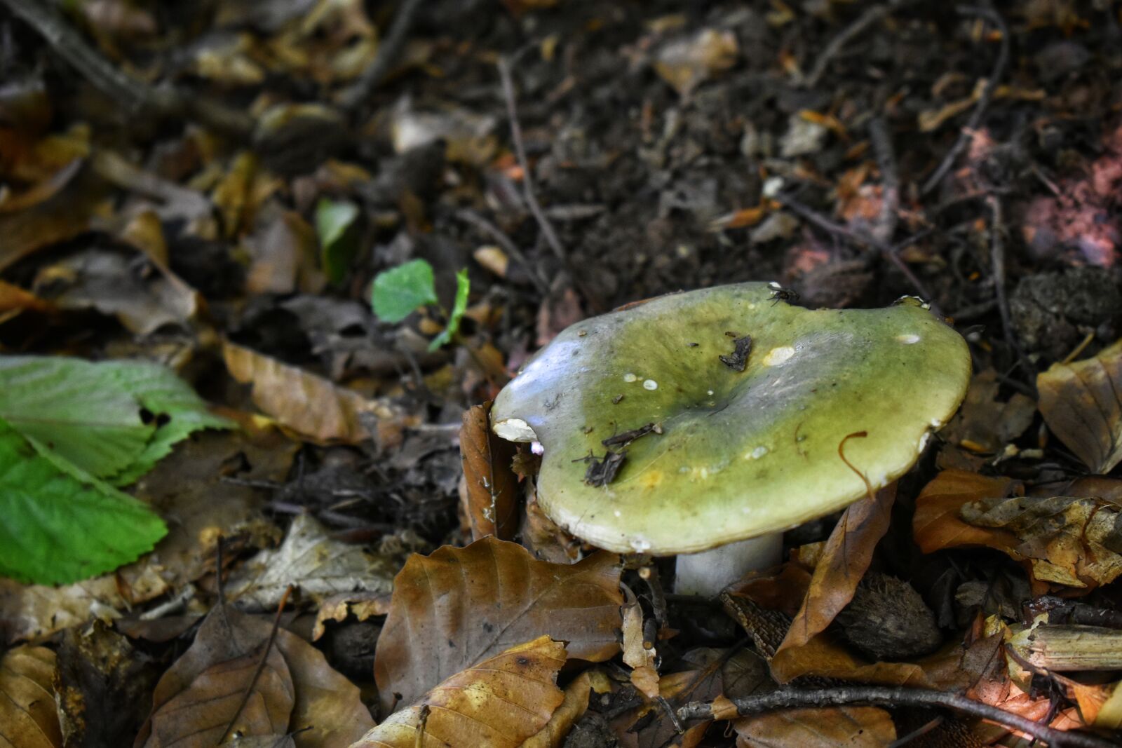 Nikon D3500 sample photo. Mushrooms, forest, plants photography