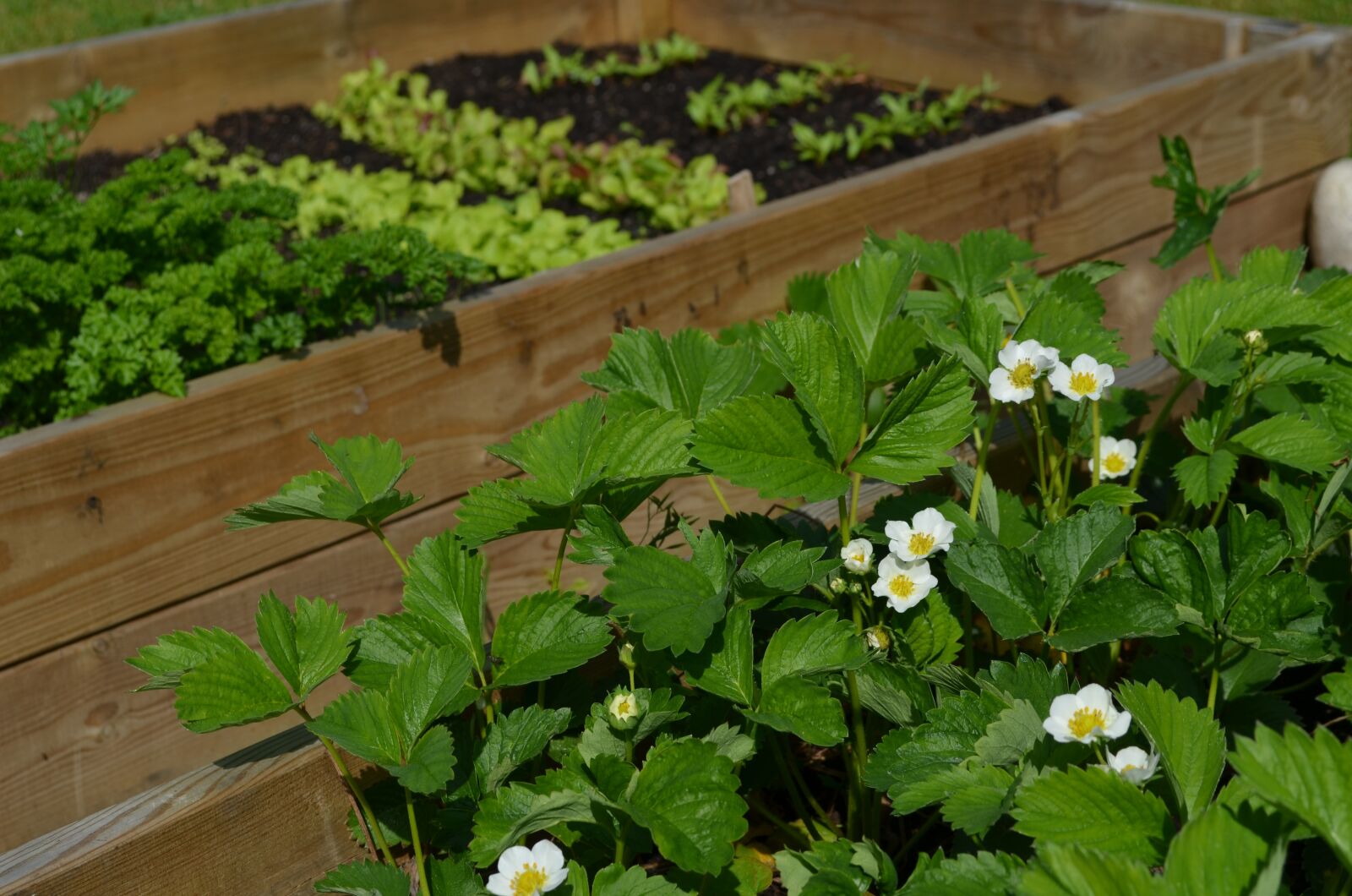 Nikon D5100 sample photo. Grow, strawberries, anticipation photography
