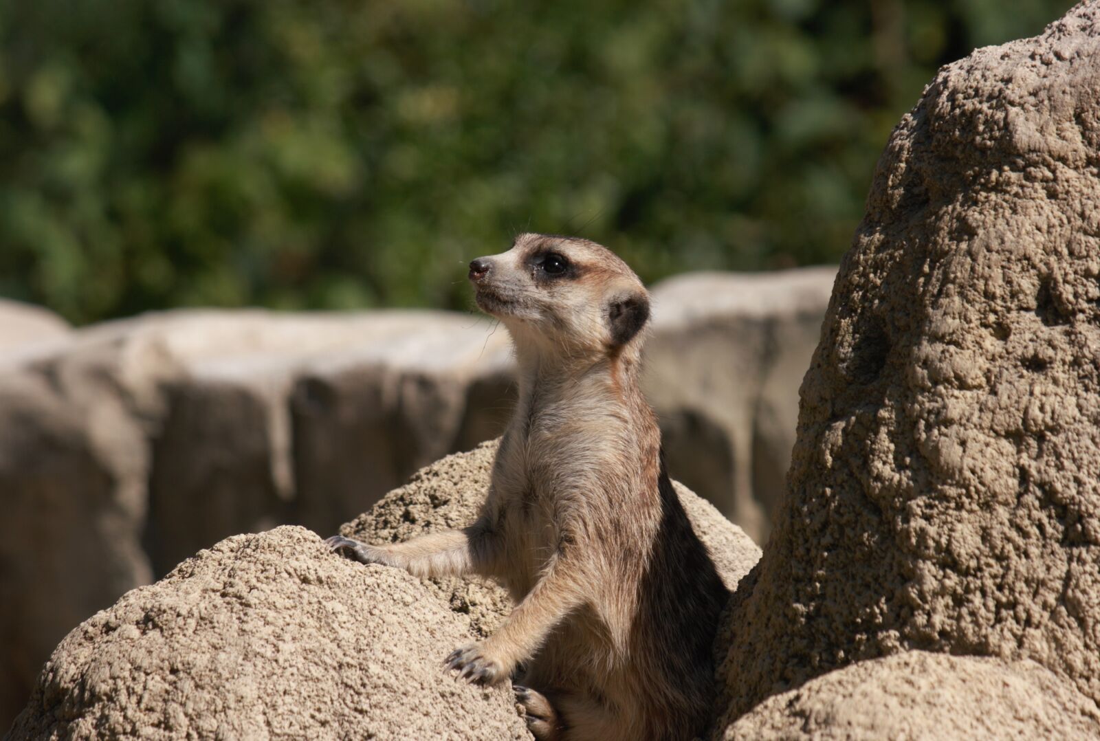 Canon EOS 400D (EOS Digital Rebel XTi / EOS Kiss Digital X) sample photo. Meerkat, zoo, sweet photography