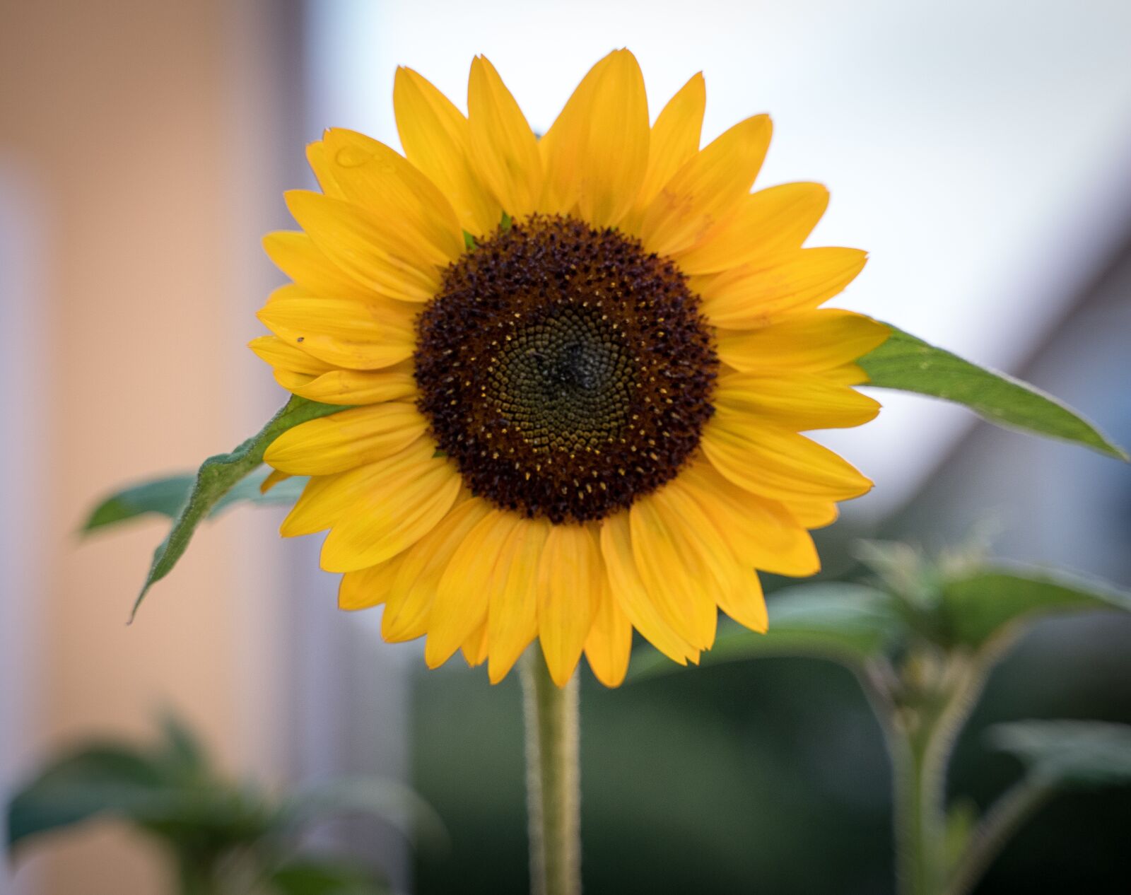 Sony a7 III sample photo. Sunflower, bloom, yellow photography