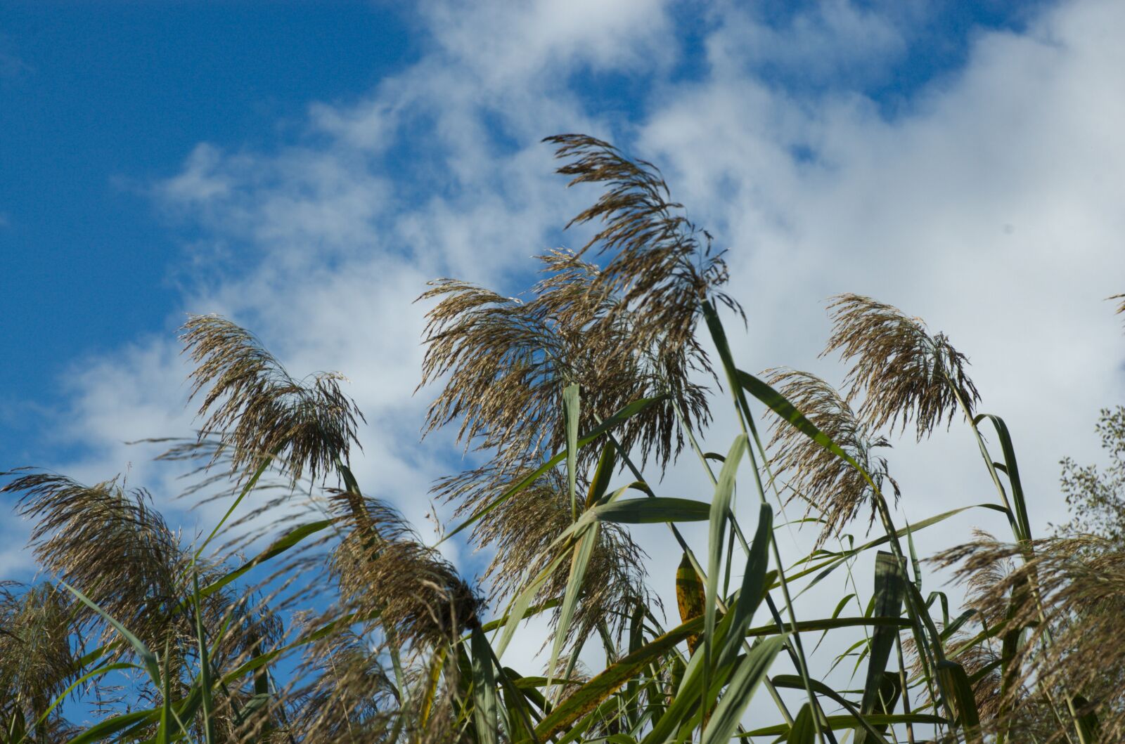 Nikon D70 sample photo. Reed, clouds, sky photography