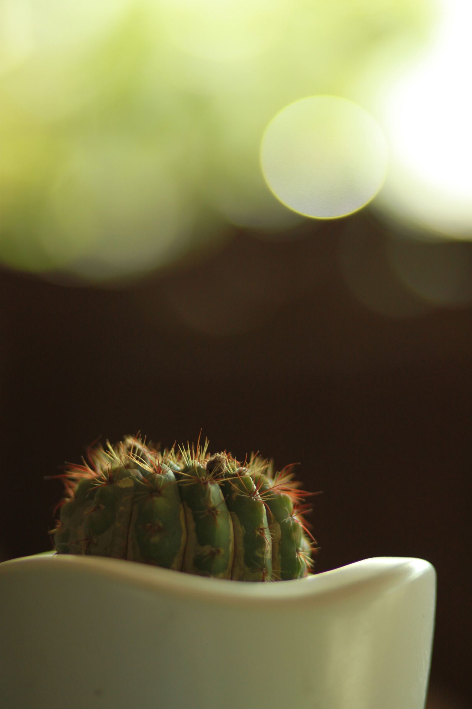 Canon EOS 500D (EOS Rebel T1i / EOS Kiss X3) sample photo. Cactus, plants, thorn photography