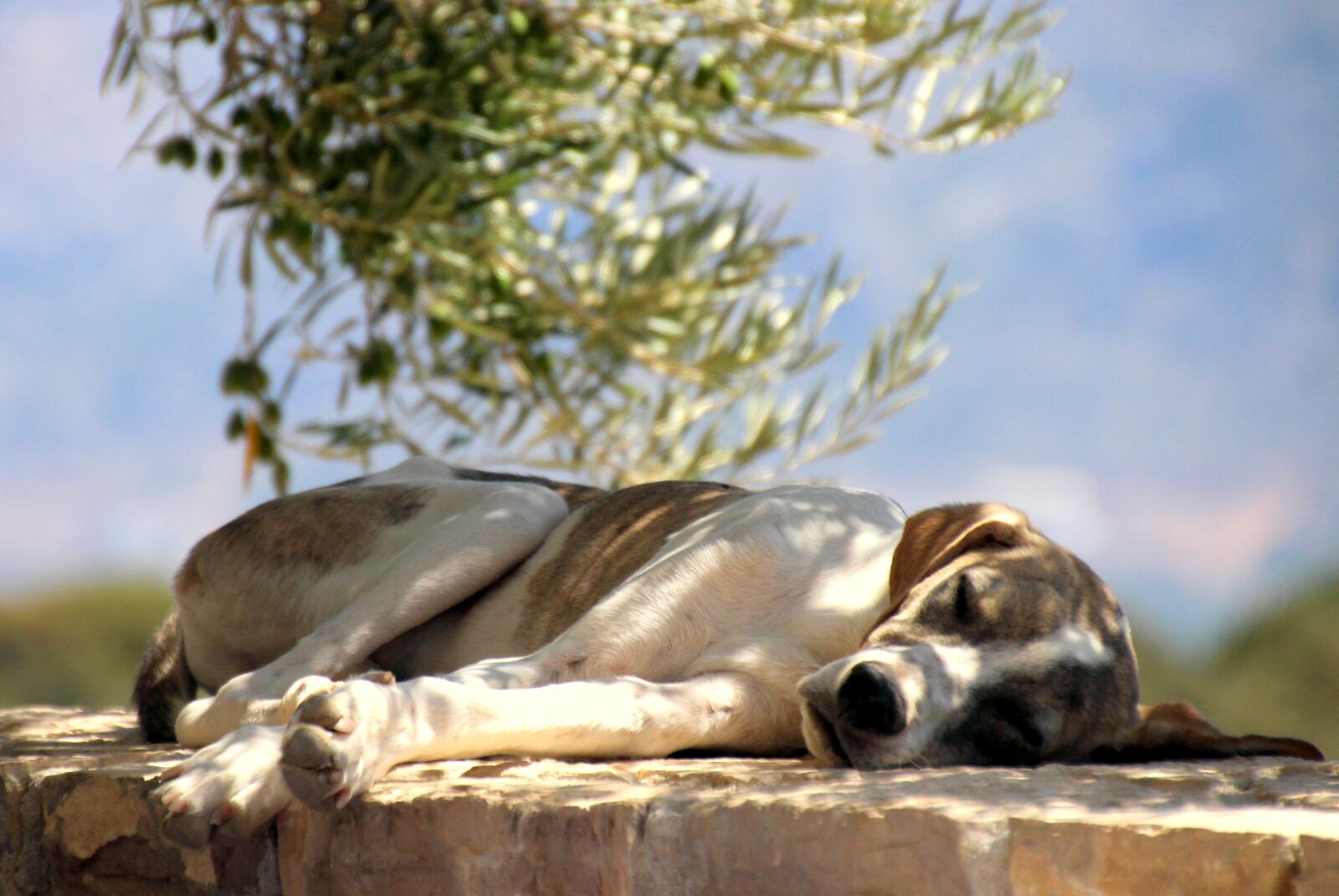 Canon EOS 700D (EOS Rebel T5i / EOS Kiss X7i) sample photo. Dog, canine, pet photography