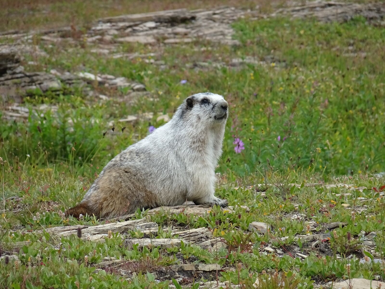 Sony Cyber-shot DSC-HX90V sample photo. Marmott, nature, animals photography