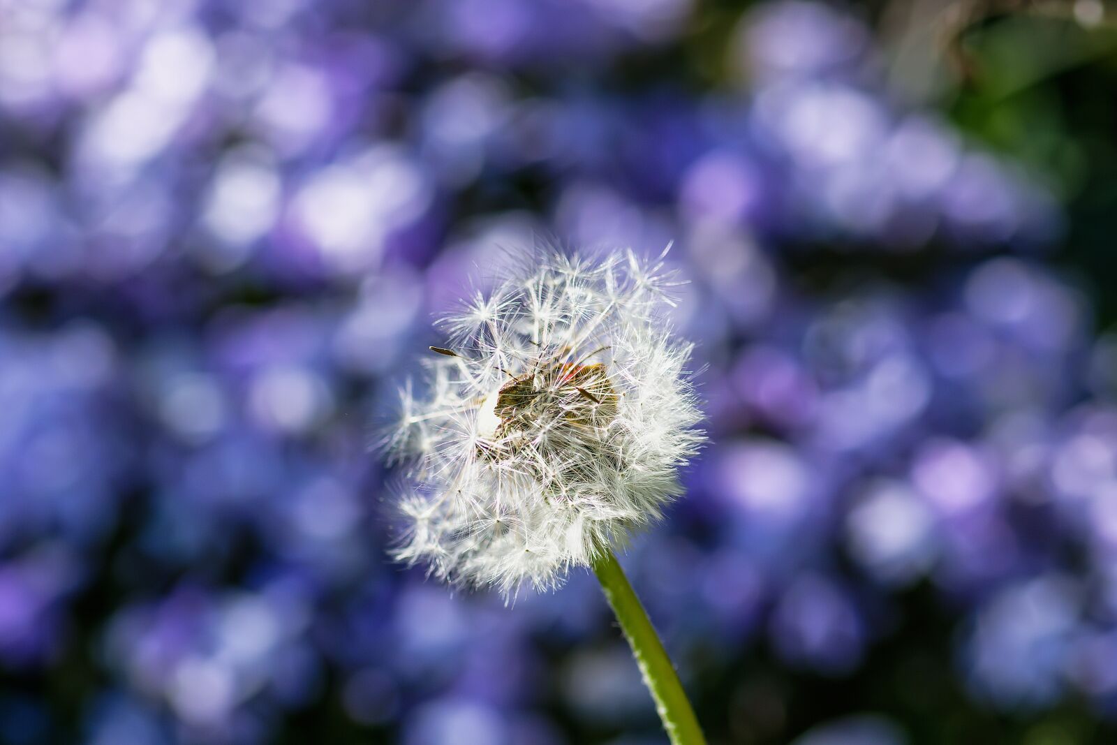 Nikon D7200 sample photo. Dandelion, meadow bug, forget photography