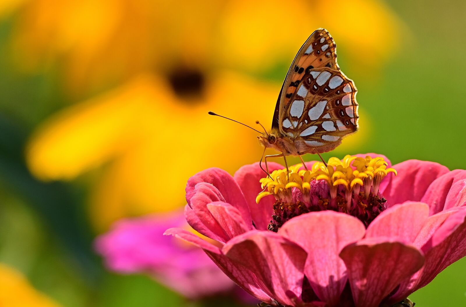 Nikon D5200 sample photo. Butterfly, fritillary, argynnis adippe photography