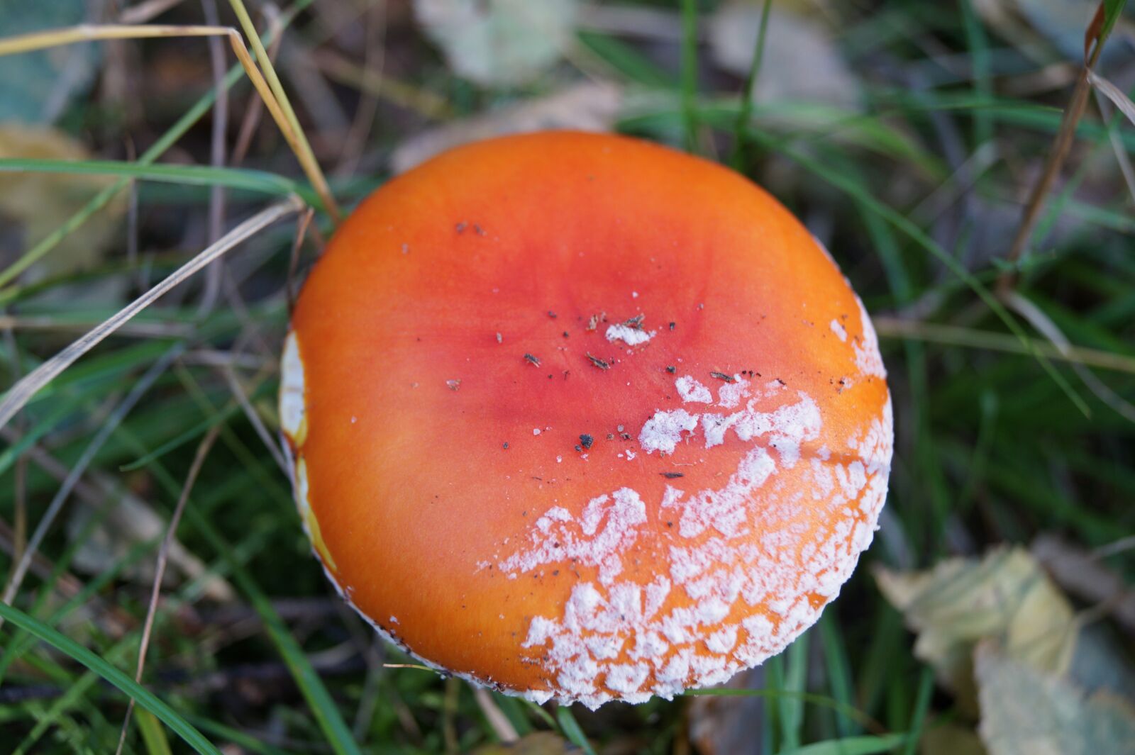 Sony DT 18-55mm F3.5-5.6 SAM II sample photo. Fungus, toxic, macro photography