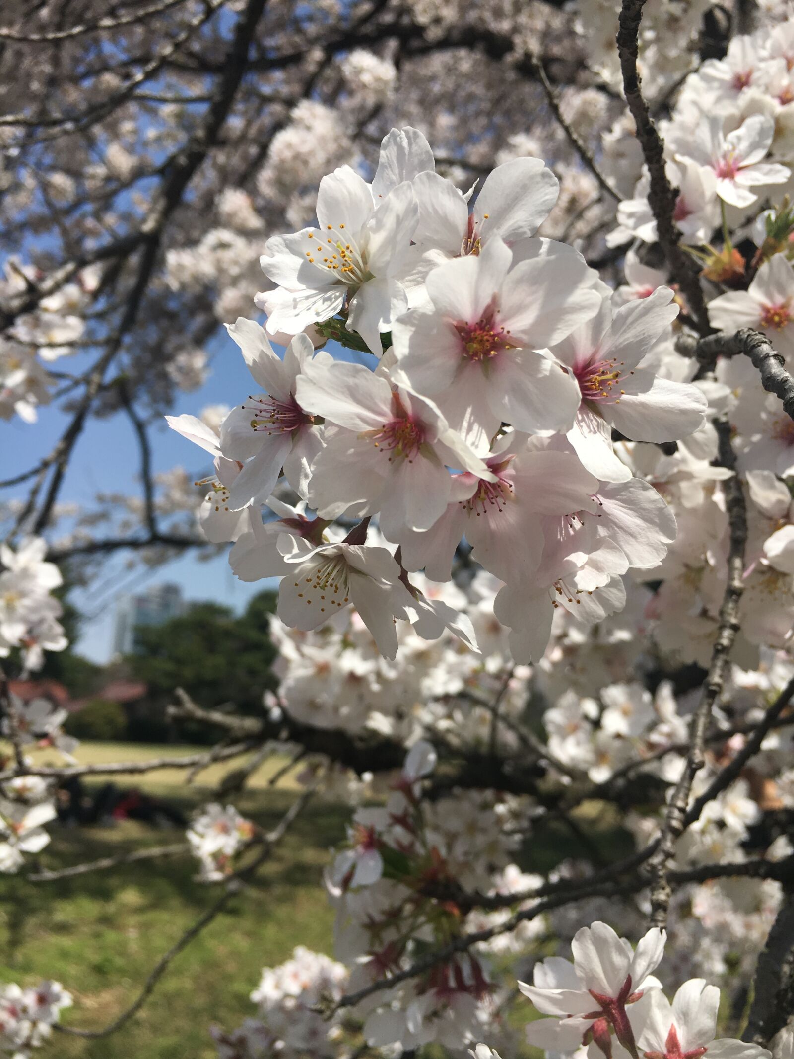 Apple iPhone 6s sample photo. Cherry blossoms, flowers, flowering photography