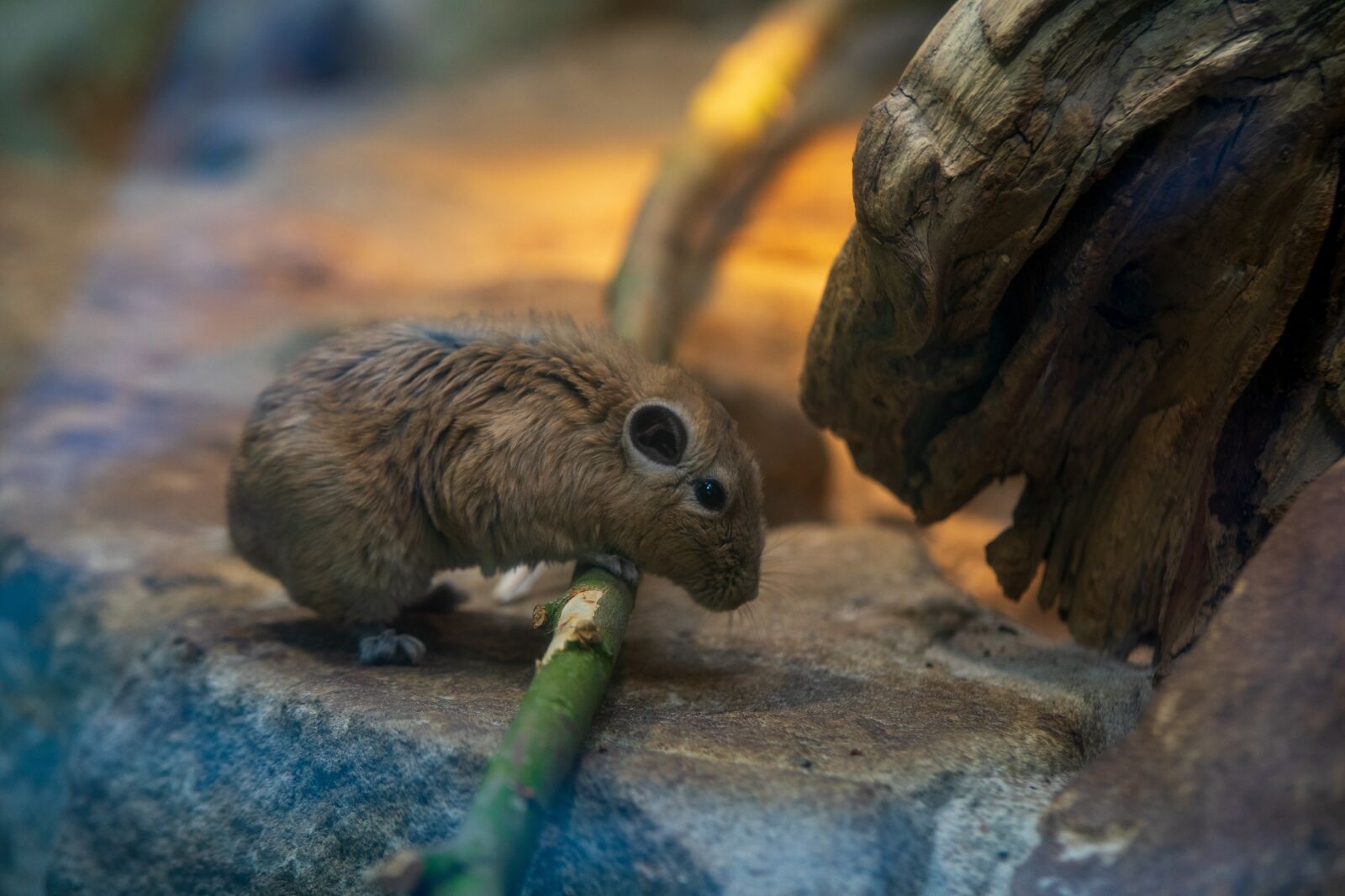 Sony a7 sample photo. Mouse, zoo, nature photography