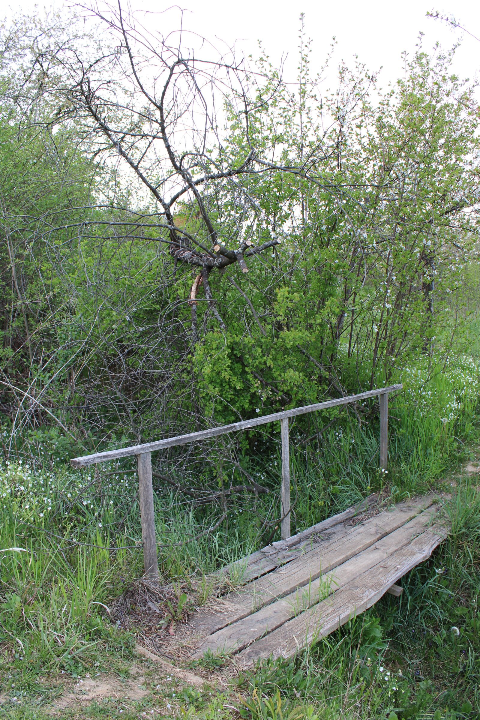 Canon EOS 2000D (EOS Rebel T7 / EOS Kiss X90 / EOS 1500D) sample photo. Nature, forest, footbridge photography