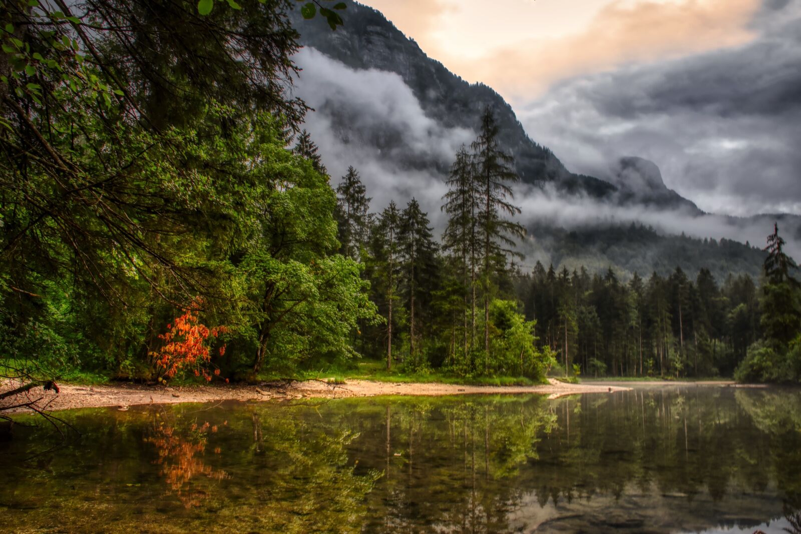 Nikon D5600 sample photo. Forest, clouds, nature photography