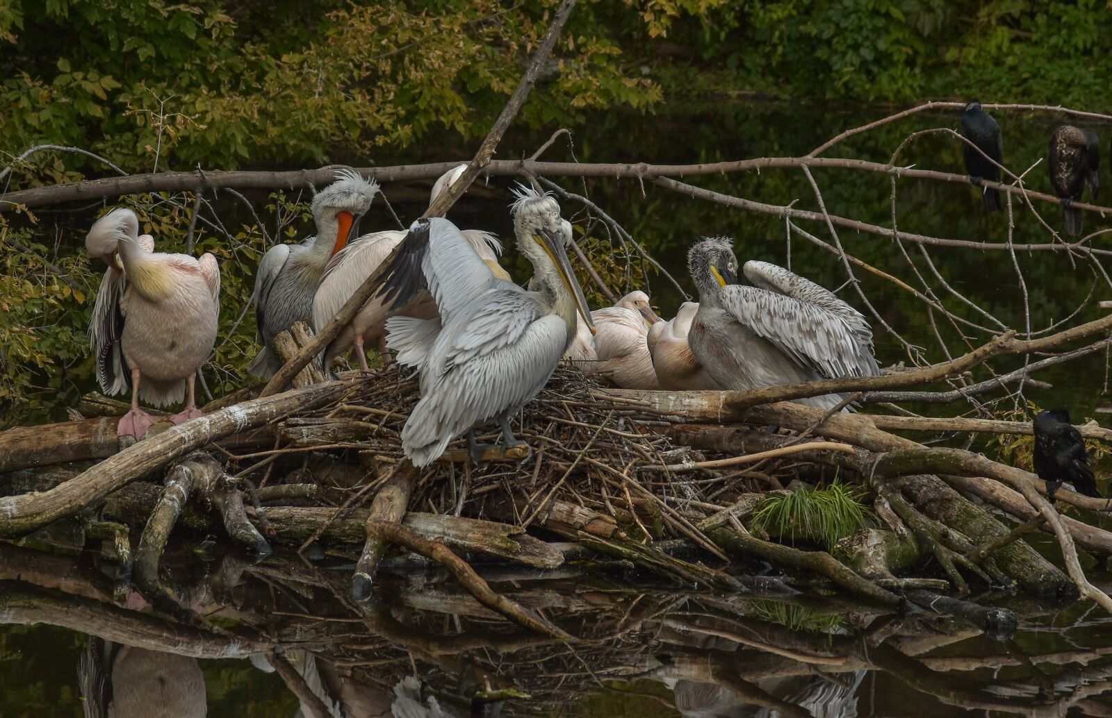 Nikon D5500 sample photo. Birds, island, nature photography