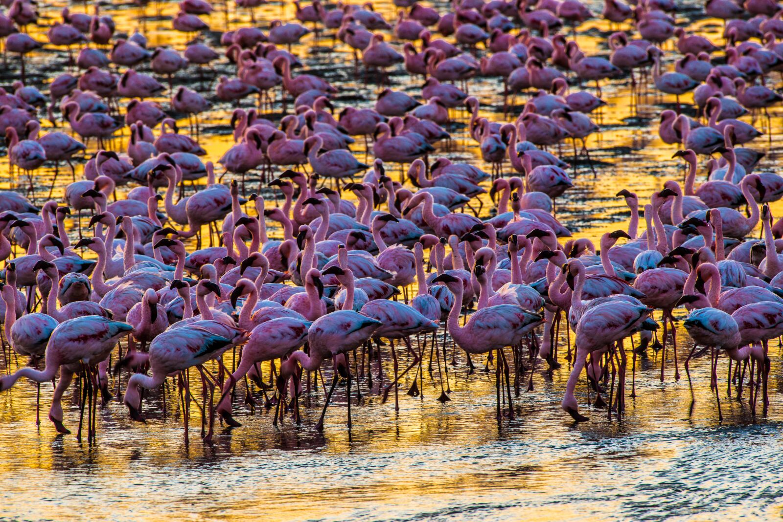 Nikon D800 sample photo. Flamingos, evening light, golden photography