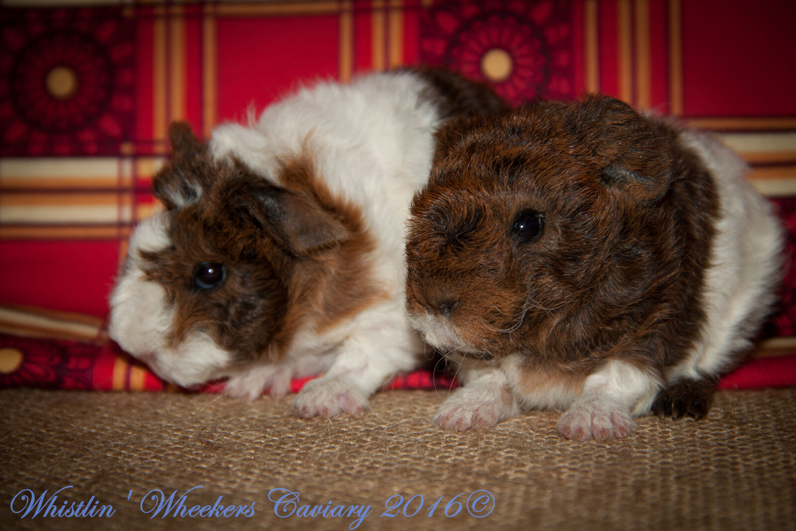 Canon EOS 50D + Canon EF-S 18-135mm F3.5-5.6 IS sample photo. Cavy, pups, texel, guinea photography