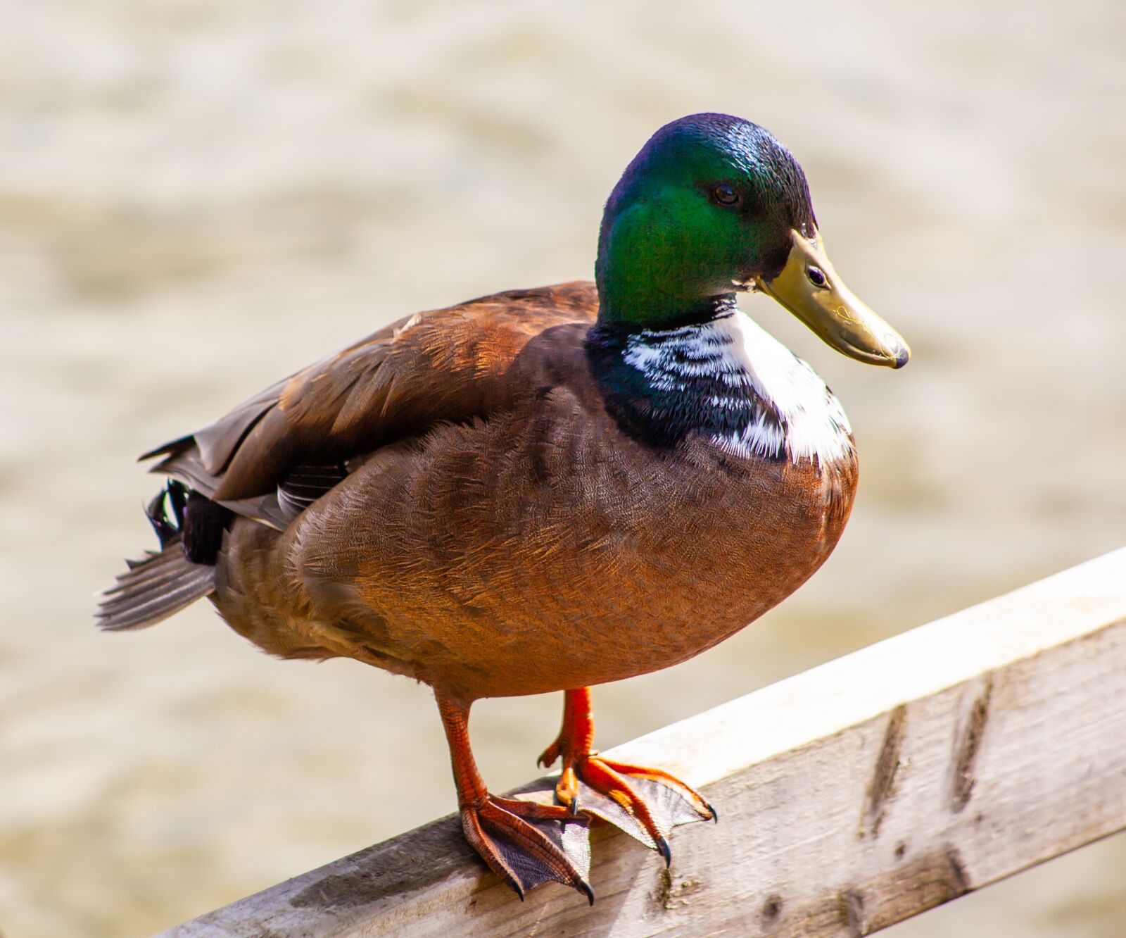 Canon EOS 5D Mark II sample photo. Male duck, mallard, duck photography