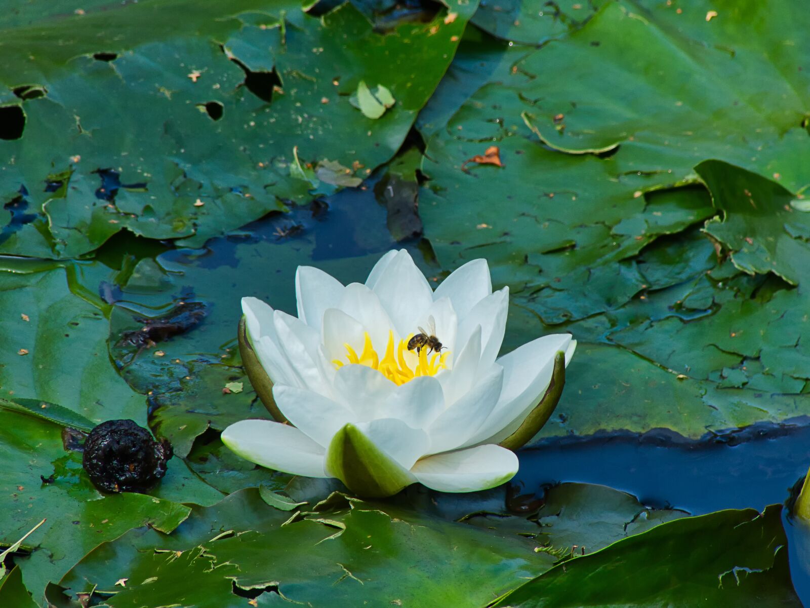 Panasonic Lumix DMC-FZ200 sample photo. Nuphar lutea, white, water photography