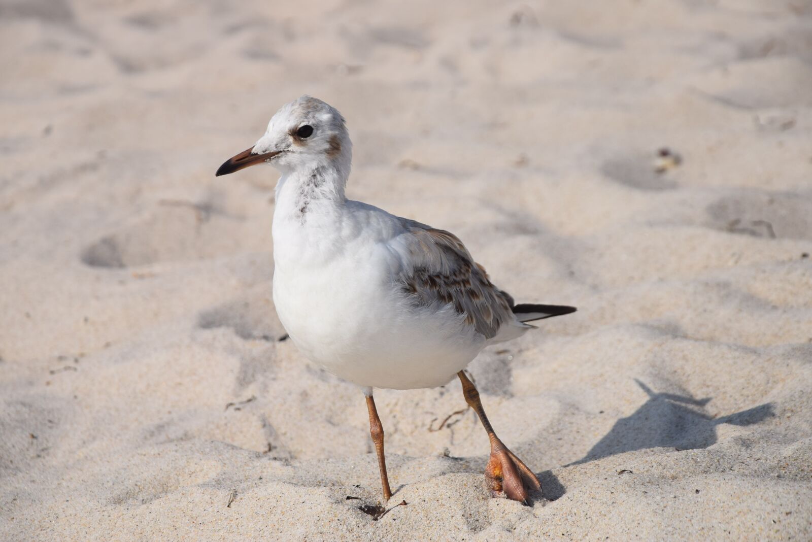 Nikon D3300 sample photo. The seagull, bird, sea photography