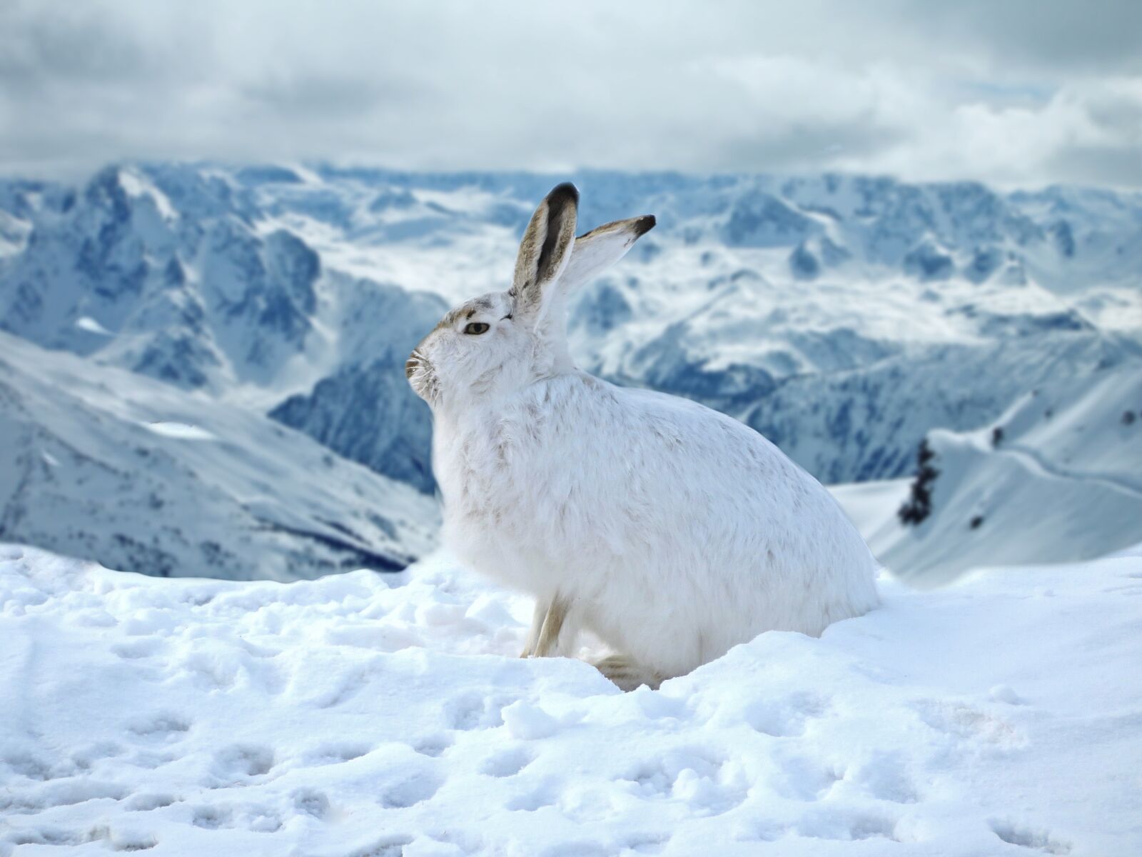 Canon PowerShot SX720 HS sample photo. Rabbit, hare, bunny photography