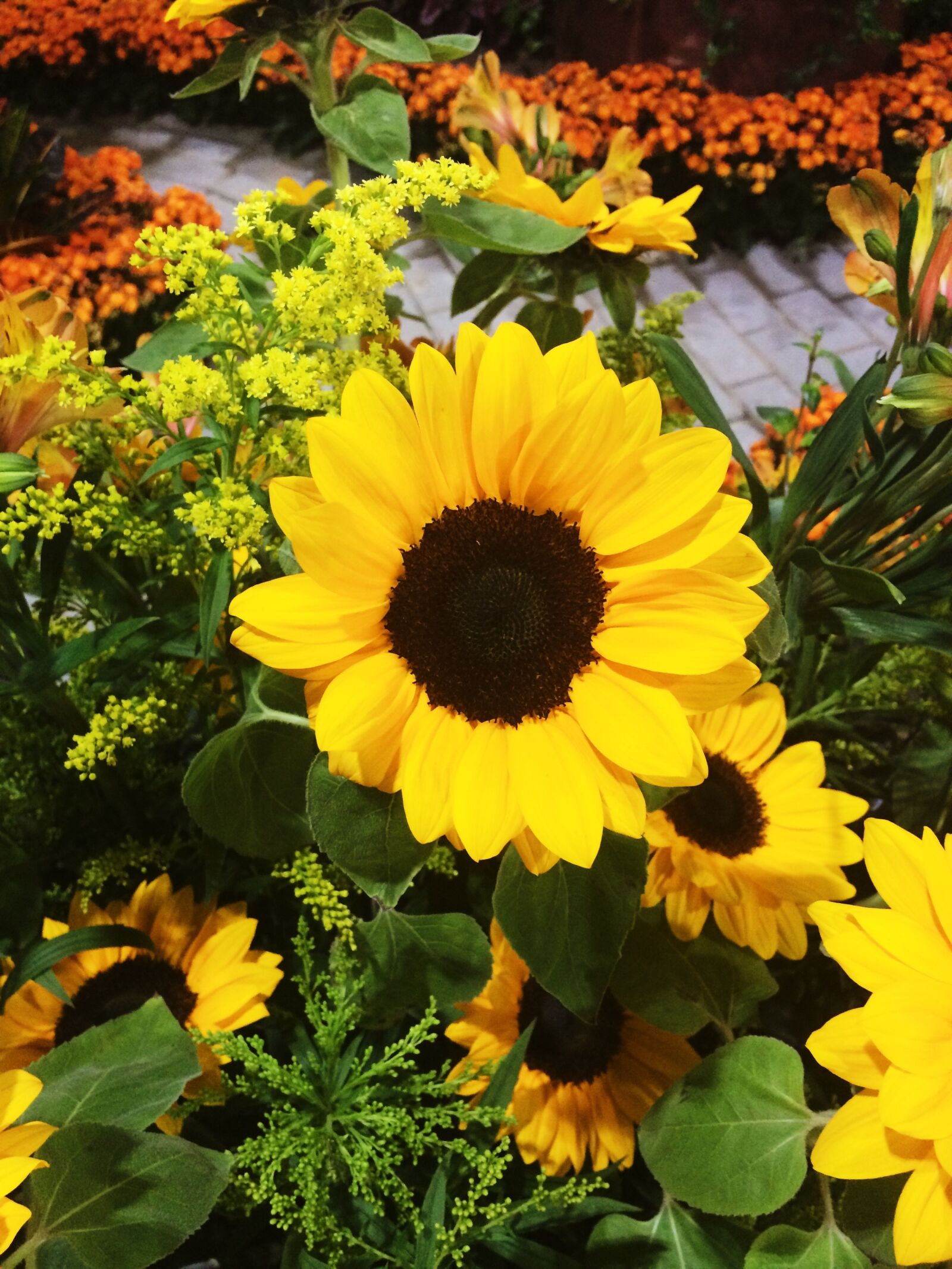 iPhone 5s back camera 4.15mm f/2.2 sample photo. Sunflower, flower, garden photography