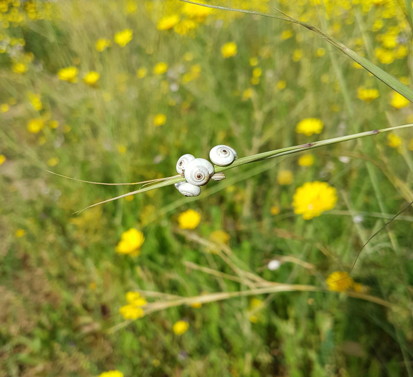 Samsung Galaxy S7 Edge sample photo. Grass, hayfield, nature photography