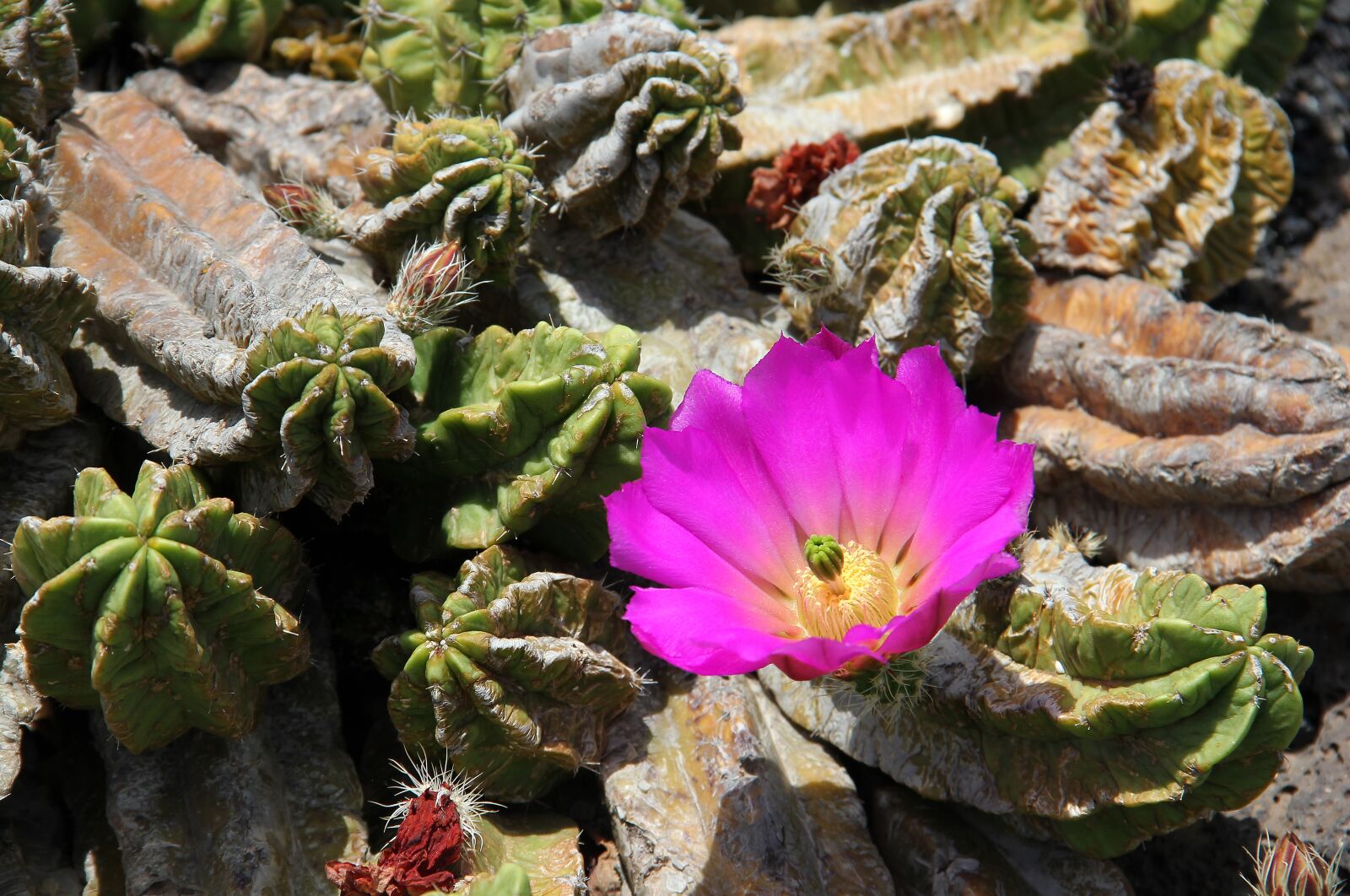 Canon EOS 550D (EOS Rebel T2i / EOS Kiss X4) sample photo. Jardin de cactus, cactus photography