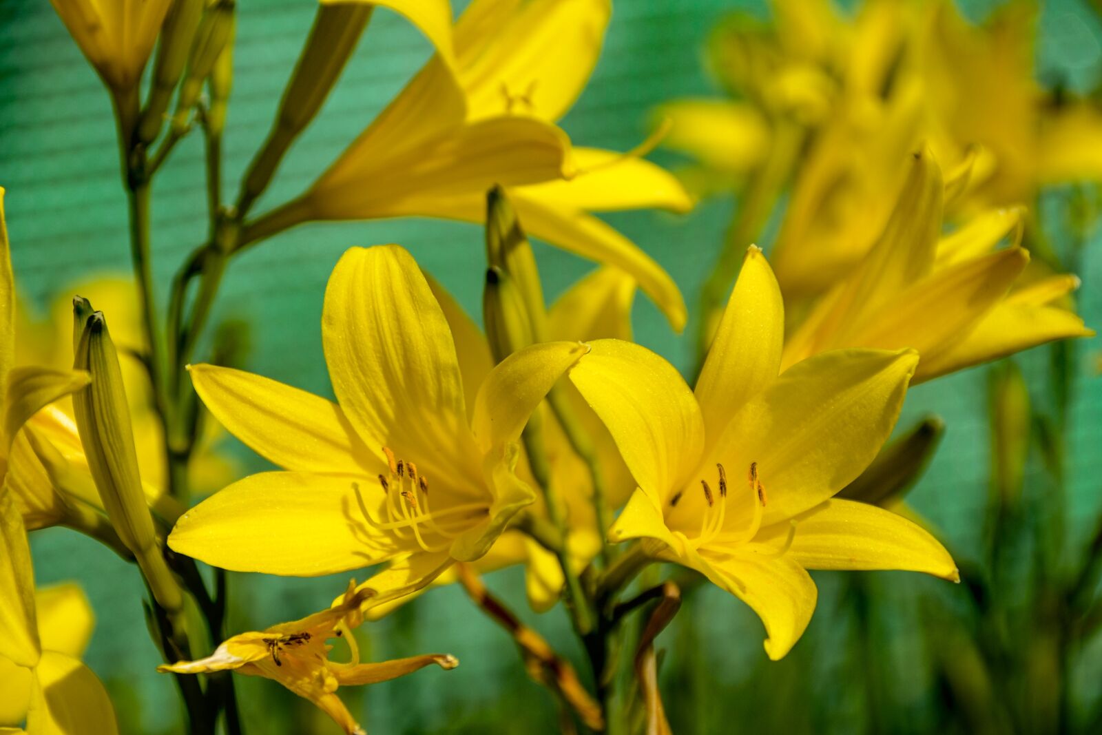 Nikon D3100 sample photo. Daylily, yellow, flowers photography
