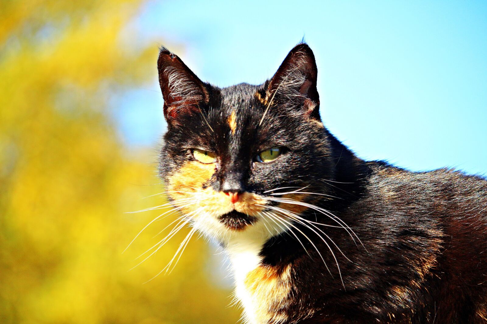 Canon EOS 100D (EOS Rebel SL1 / EOS Kiss X7) sample photo. Cat, mieze, lucky cat photography