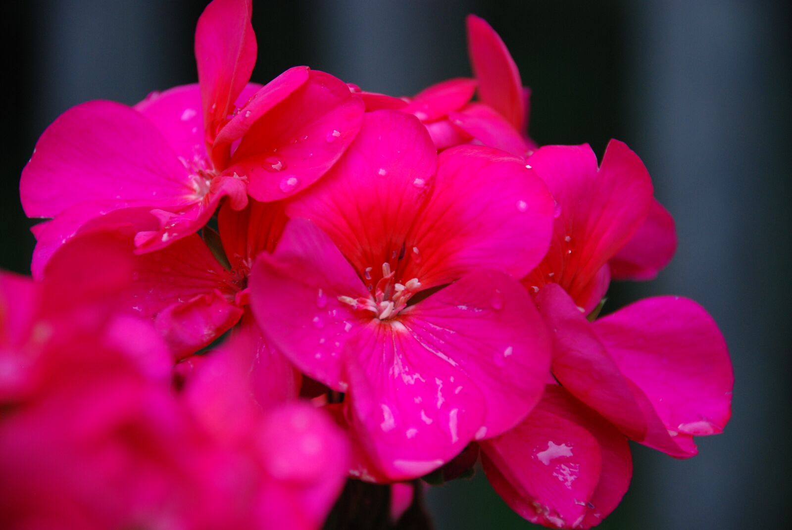 Nikon D80 sample photo. Flower, nature, flora photography