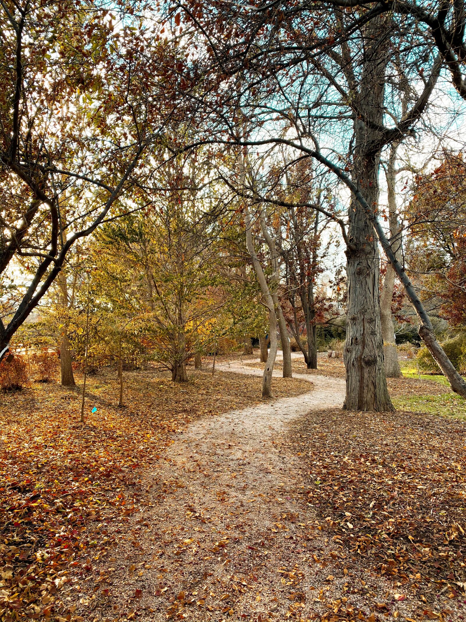 Apple iPhone 11 Pro Max sample photo. Pathway, fall, sunshine photography