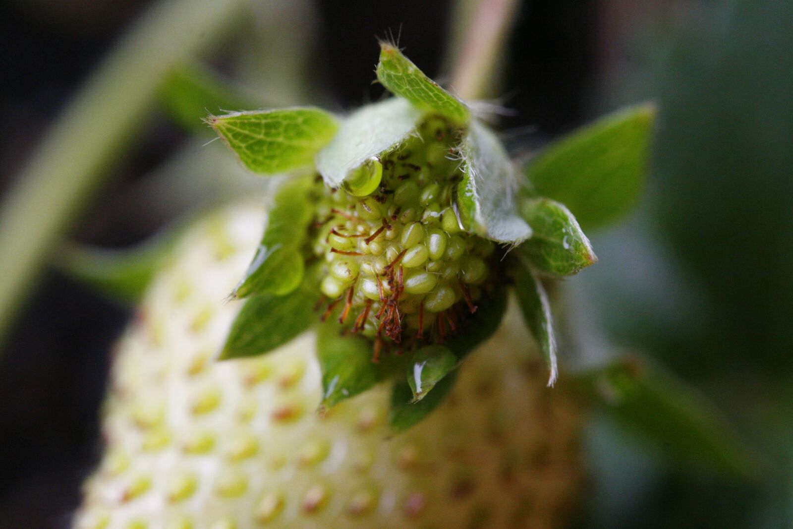 Canon EOS 30D sample photo. Strawberry, bloom, spring photography