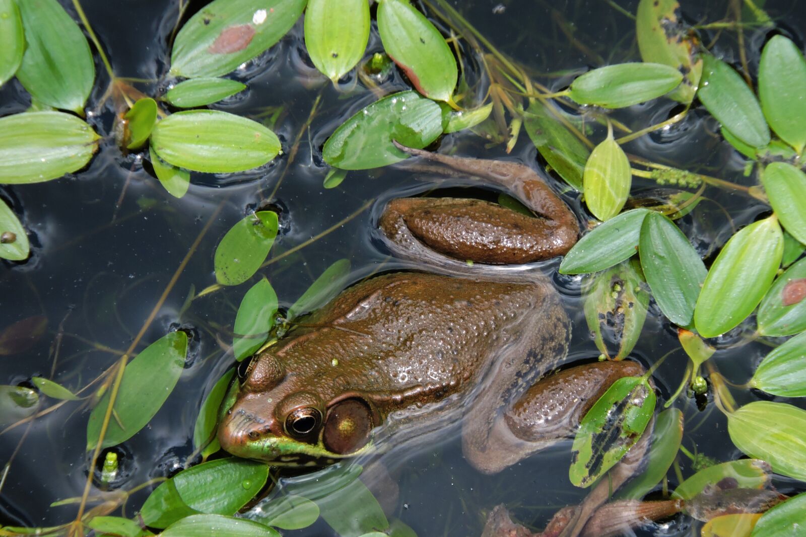 Nikon Coolpix P600 sample photo. Bullfrog, amphibian, frog photography
