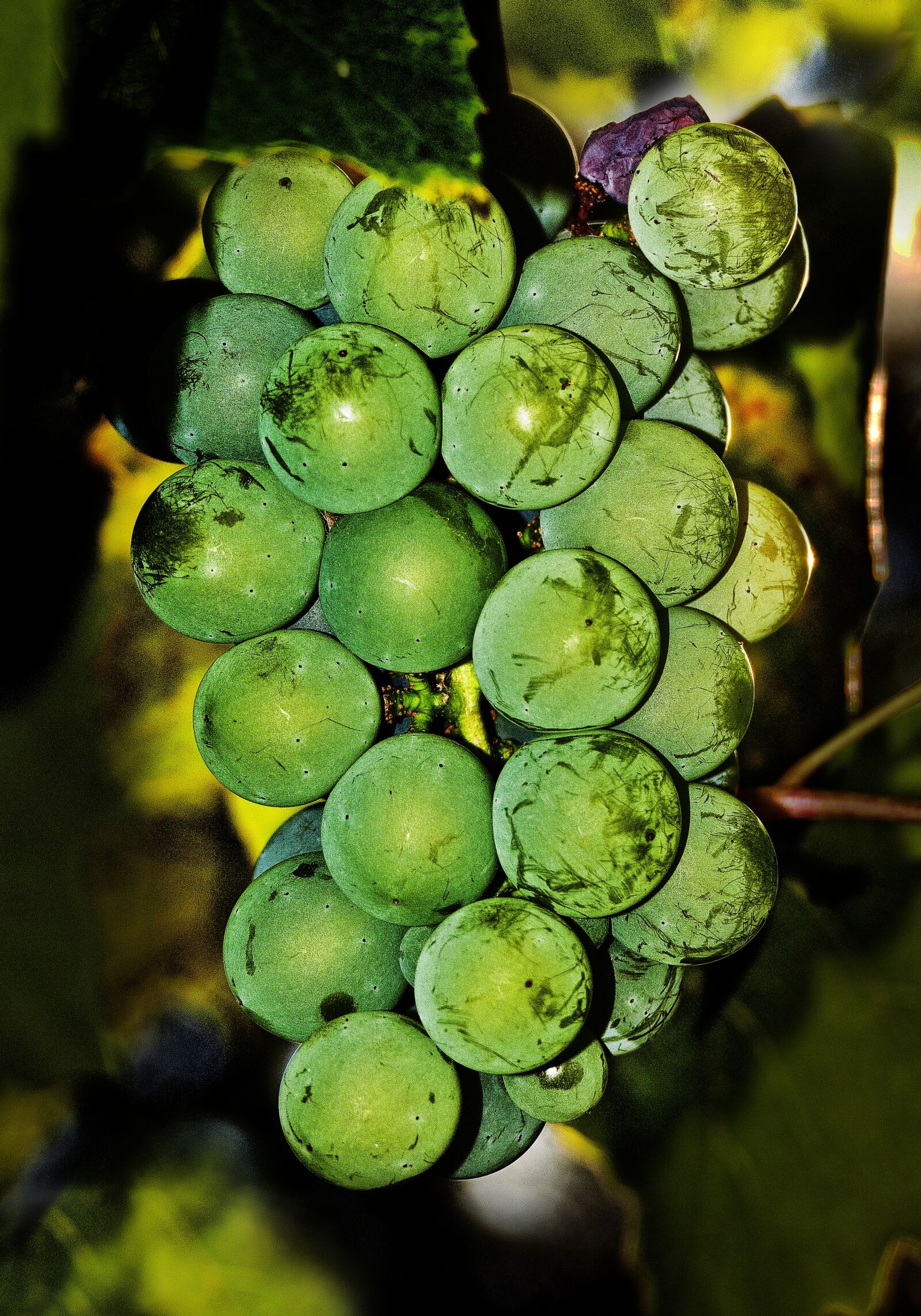 Panasonic Lumix DMC-FZ1000 sample photo. Grapes, gewürztraminer, vine photography
