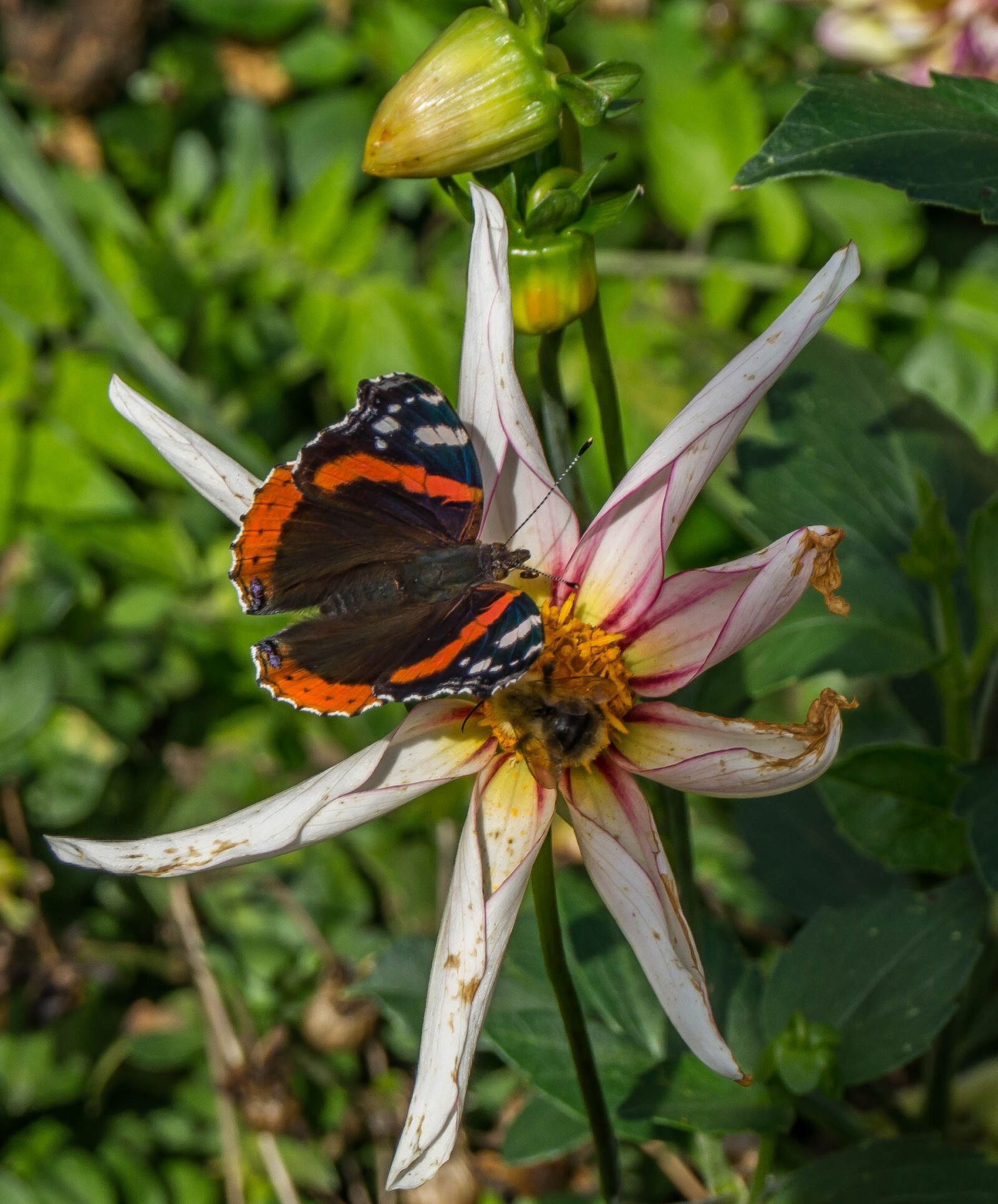 Sony SLT-A37 sample photo. Butterfly, insect, close up photography