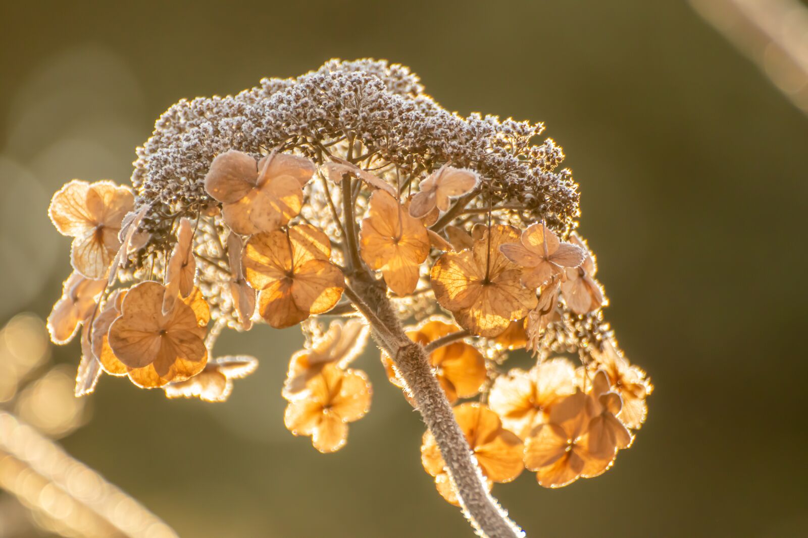 Canon EOS 200D (EOS Rebel SL2 / EOS Kiss X9) sample photo. Hydrangea, winter, frozen photography