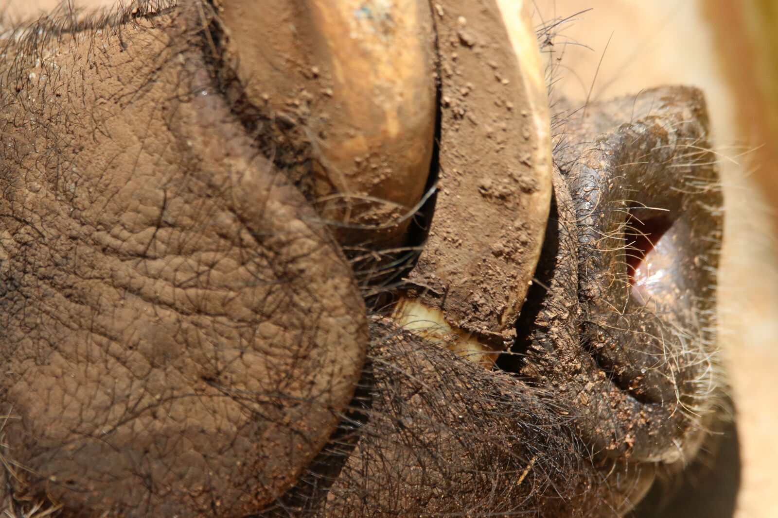 Canon EOS 7D Mark II sample photo. Animal, dirty, mouth, nature photography