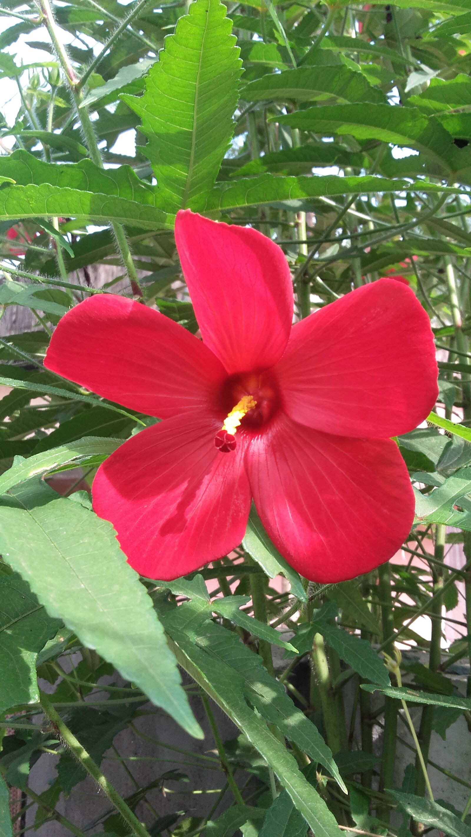 Samsung Galaxy Grand Prime sample photo. Flower red flower, hibiscus photography