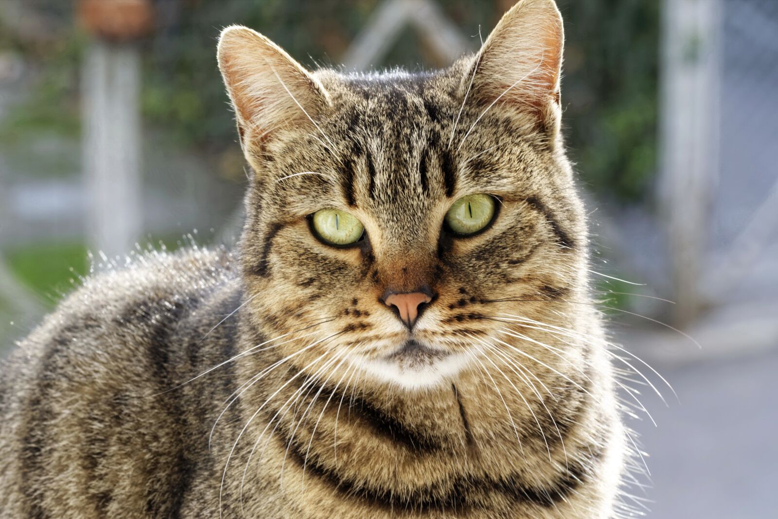 Nikon D5300 sample photo. Cat, pet, feline photography