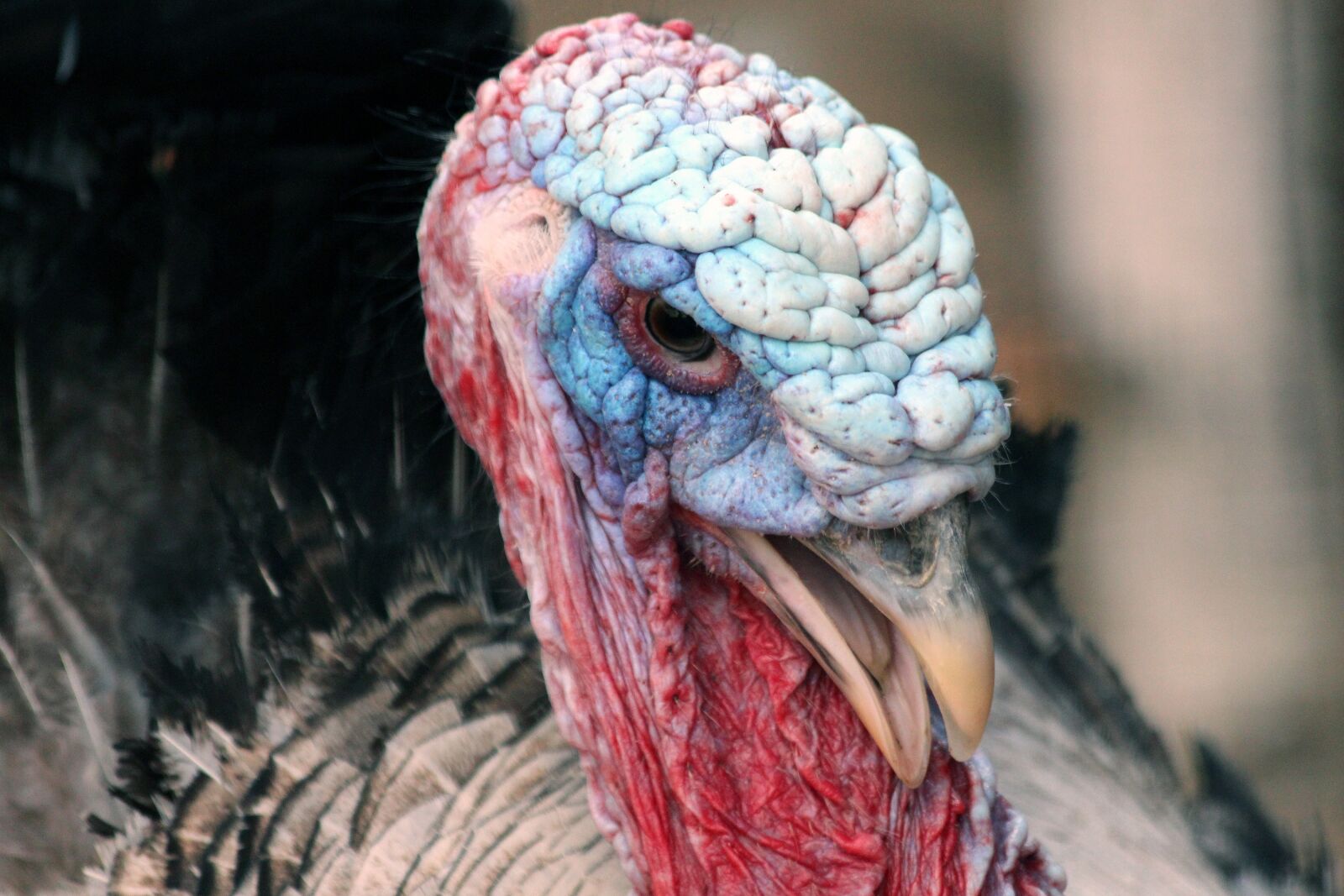 Canon EOS 650D (EOS Rebel T4i / EOS Kiss X6i) sample photo. Turkey, turkey head, krupnyj photography