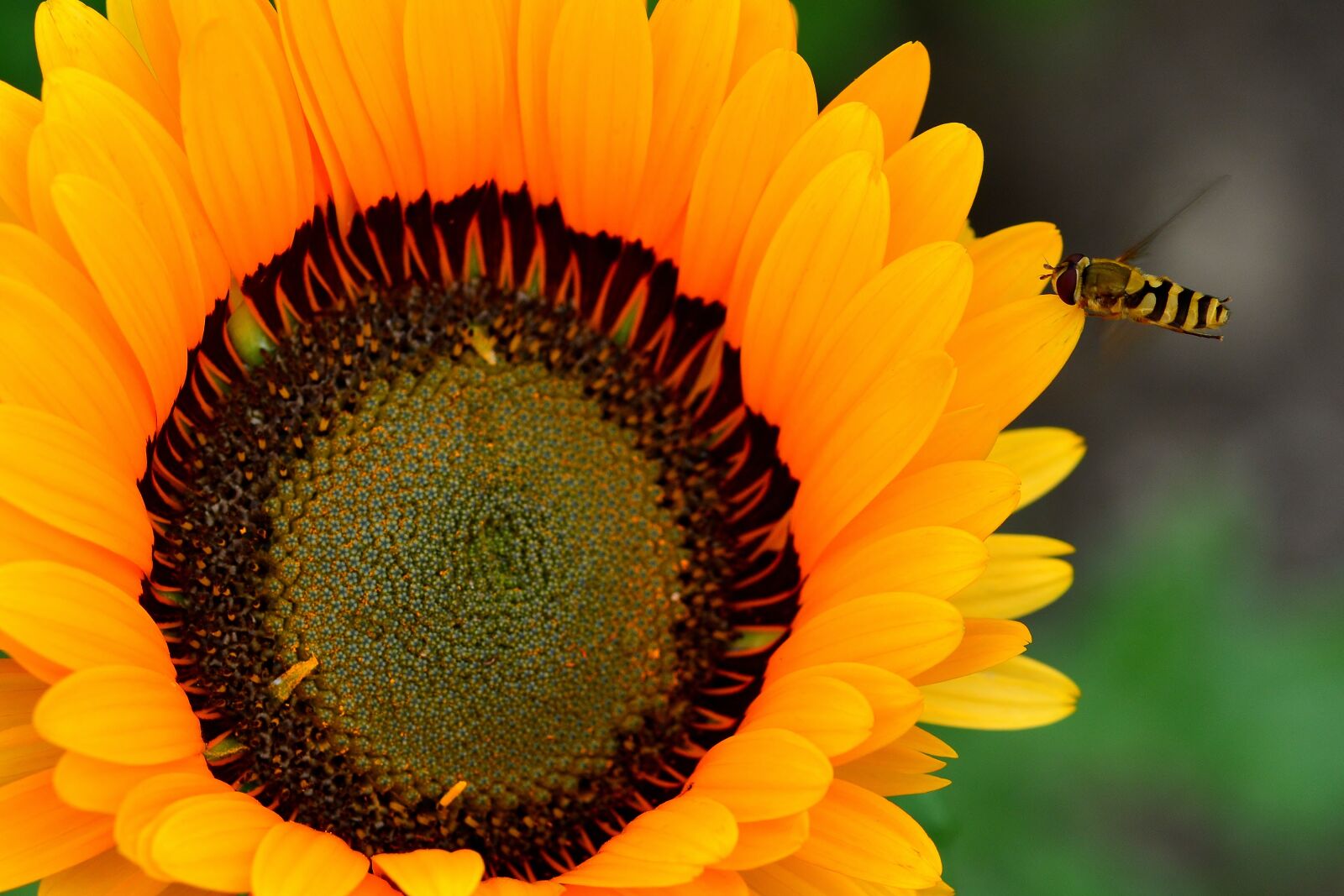 Nikon D5200 sample photo. Nature, garden, hoverfly photography