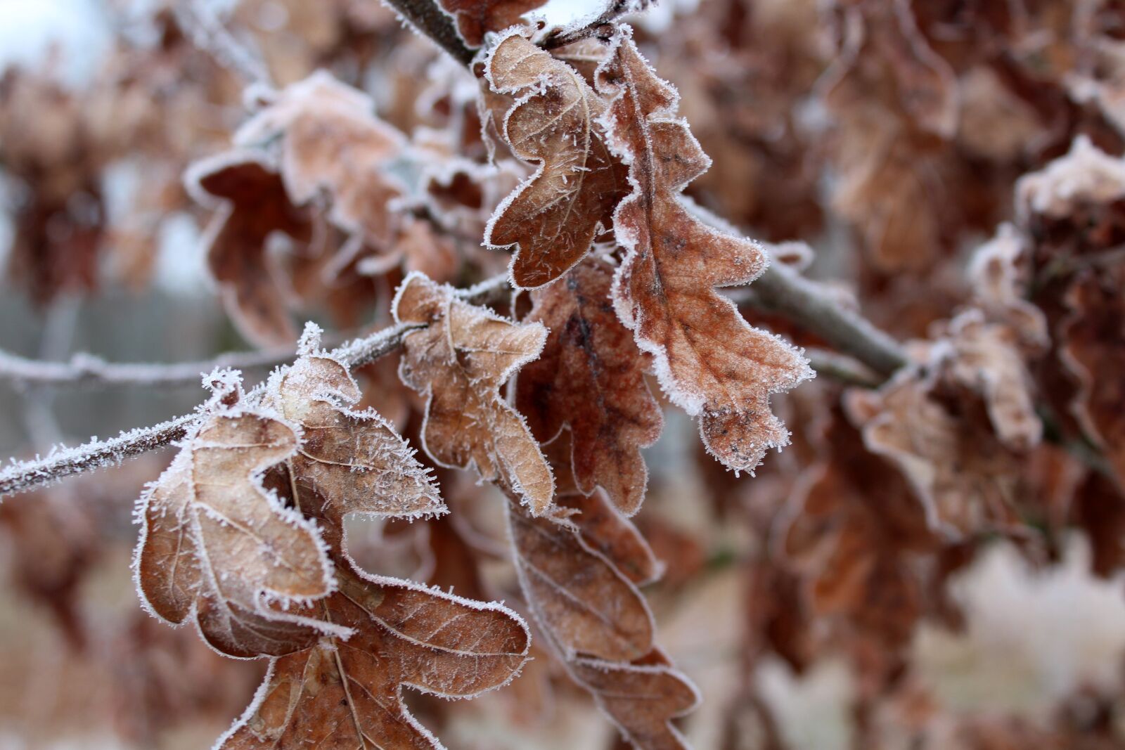 Canon EOS 1200D (EOS Rebel T5 / EOS Kiss X70 / EOS Hi) sample photo. February, frost, nature photography