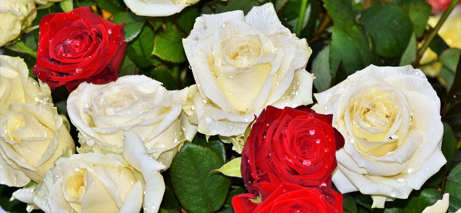 Nikon D7200 sample photo. Roses, rose arrangement, rose photography