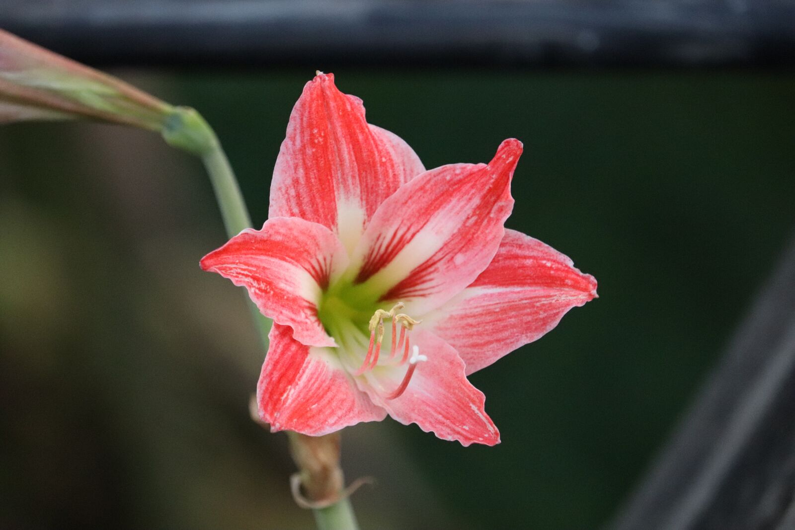 Canon EOS 200D (EOS Rebel SL2 / EOS Kiss X9) sample photo. Flower, macro, amaryllis lily photography