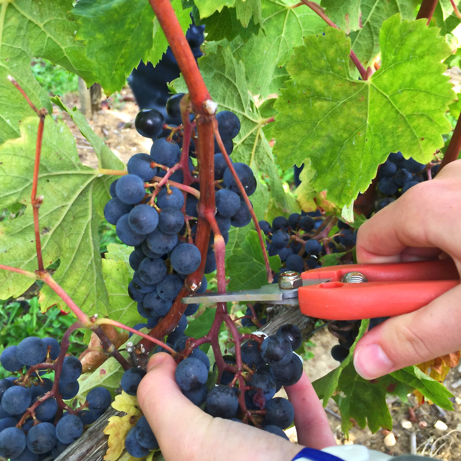 iPhone 6 Plus back camera 4.15mm f/2.2 sample photo. Grappe, raisins, vendange photography